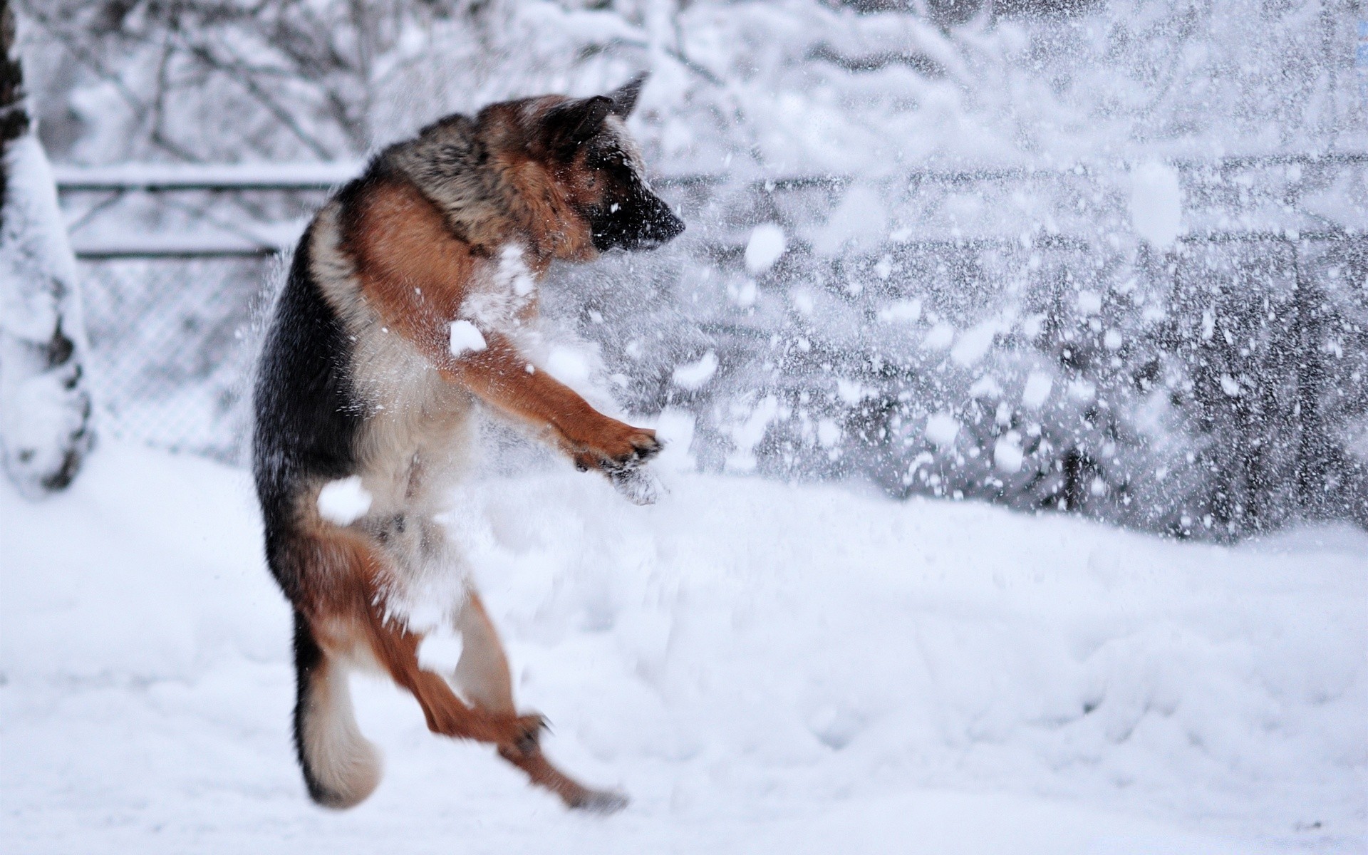 chiens neige hiver froid en plein air mammifère un gel chien glace givré cynologue bois tempête de neige nature