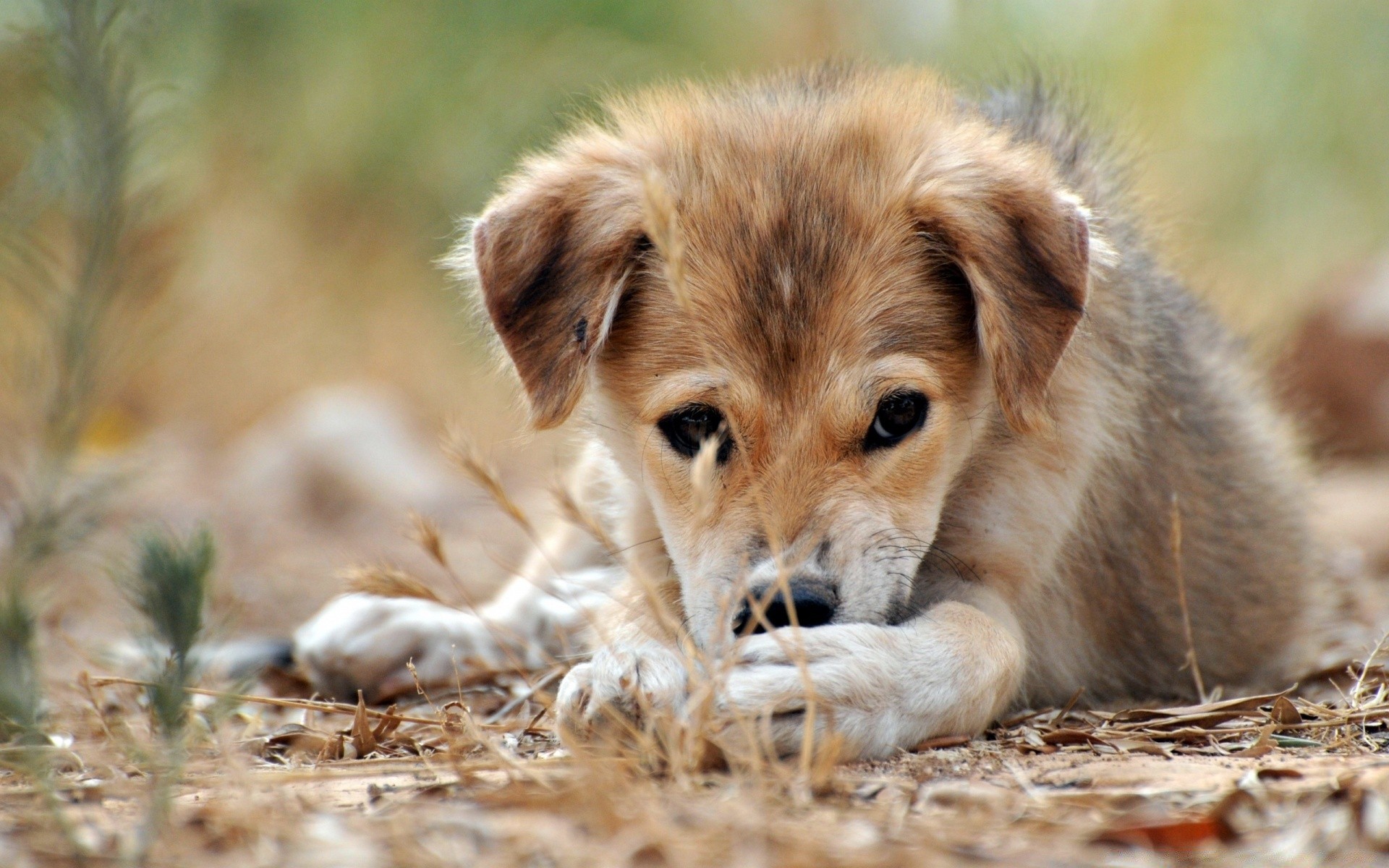 hund säugetier tier niedlich natur gras tierwelt wenig hund