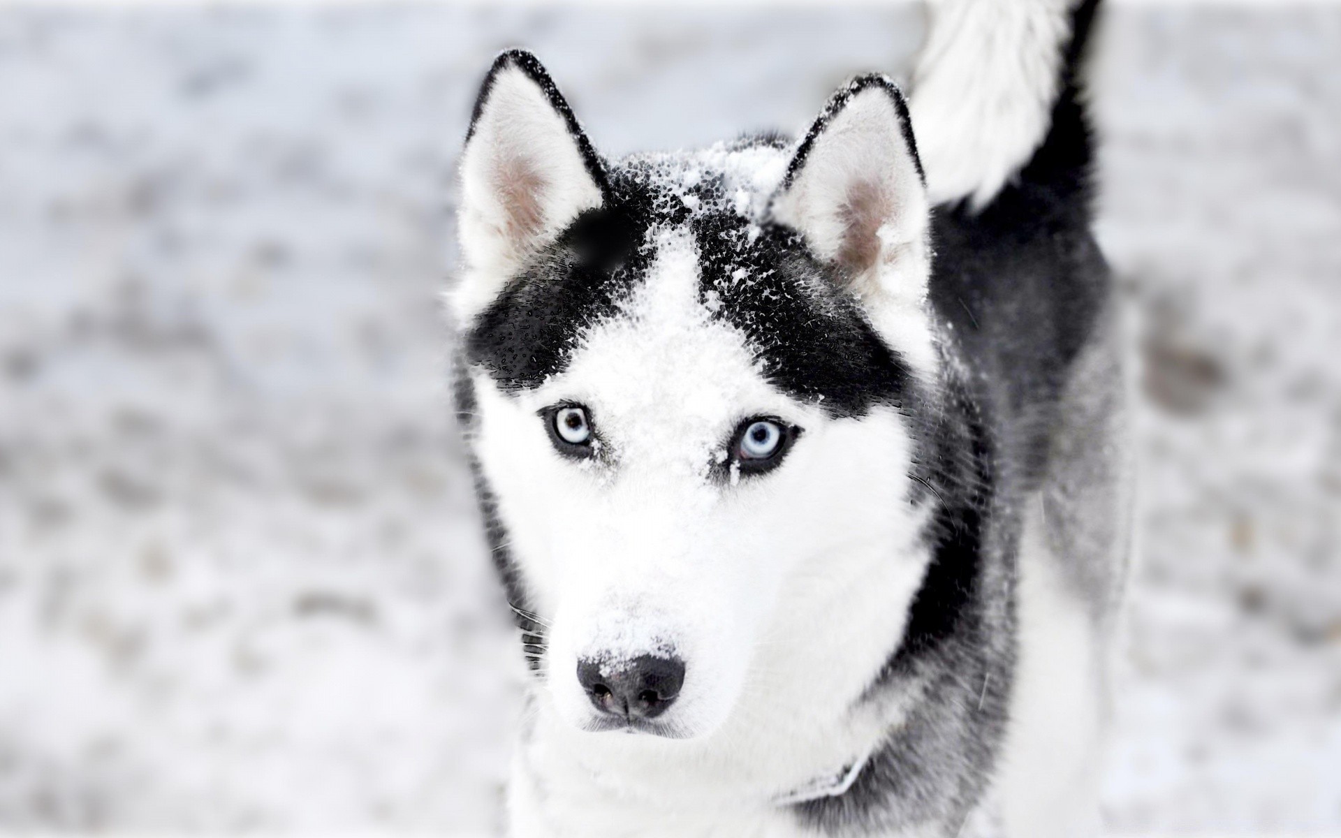 chien chien neige hiver canin givré mignon loup froid portrait mammifère animal animal de compagnie traîneau unique fourrure polaire nature aperçu oeil