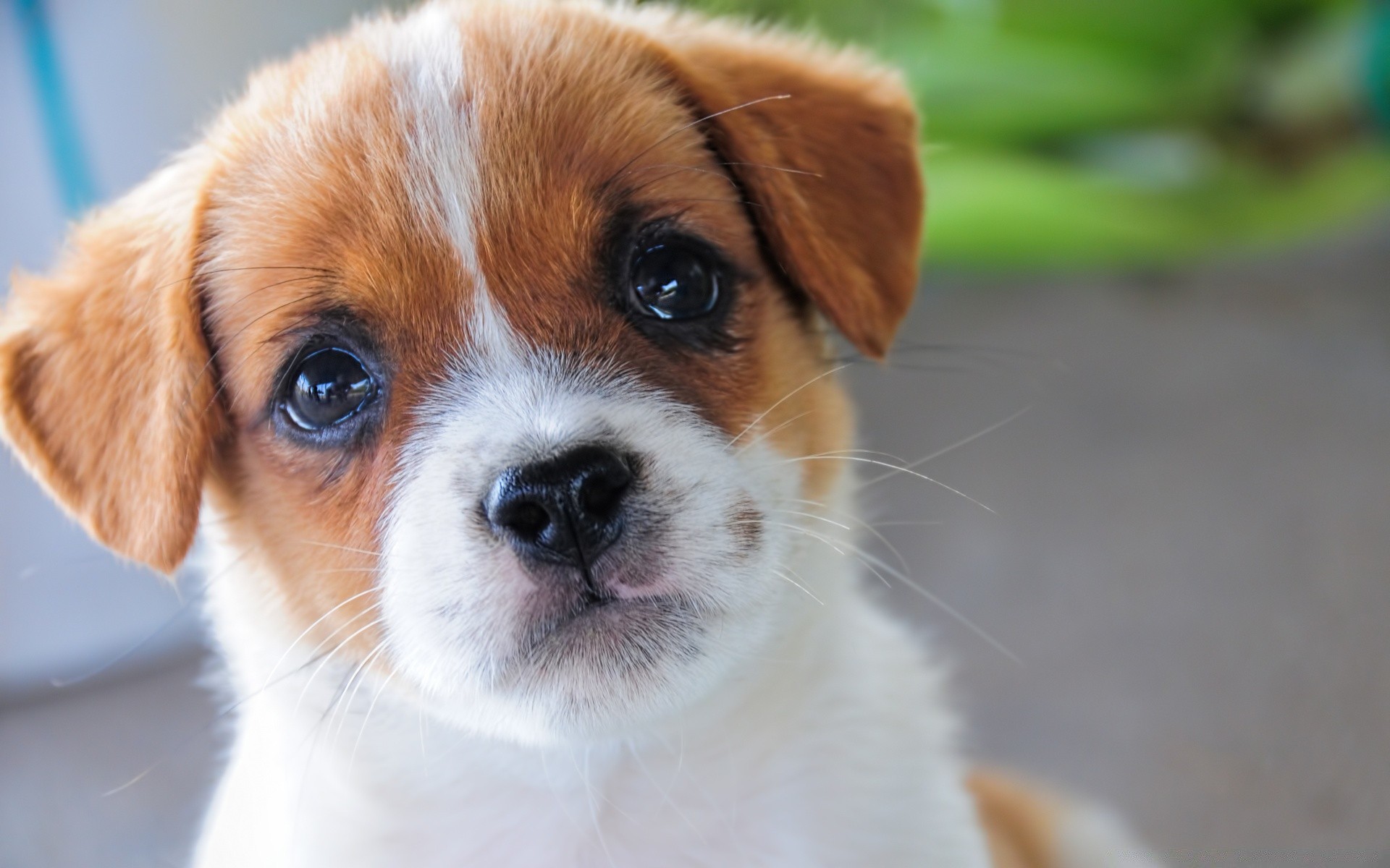 kediler köpek evde beslenen hayvan sevimli memeli köpek yavrusu köpek eğitmeni küçük hayvan çok güzel cins safkan soy ağacı tarama genç yerli kürk portre oturmak