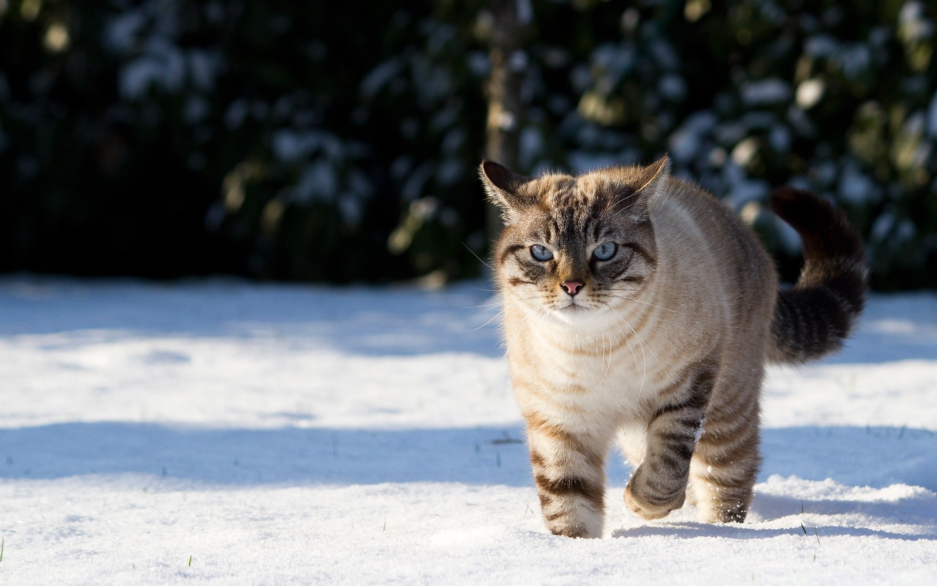 kediler memeli kedi portre kış kar evde beslenen hayvan hayvan bir açık havada doğa sevimli