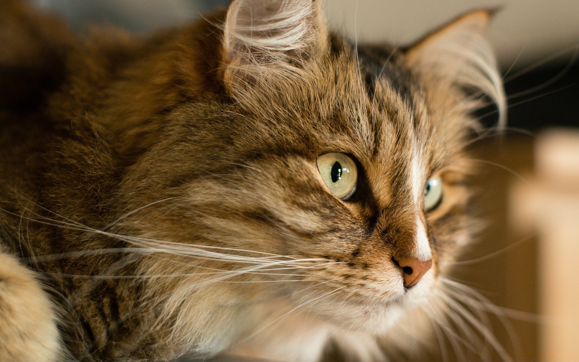 katze katze haustier kätzchen niedlich porträt säugetier tier fell auge tabby schnurrbart inländische ansicht flaumig schlafen flauschig haare