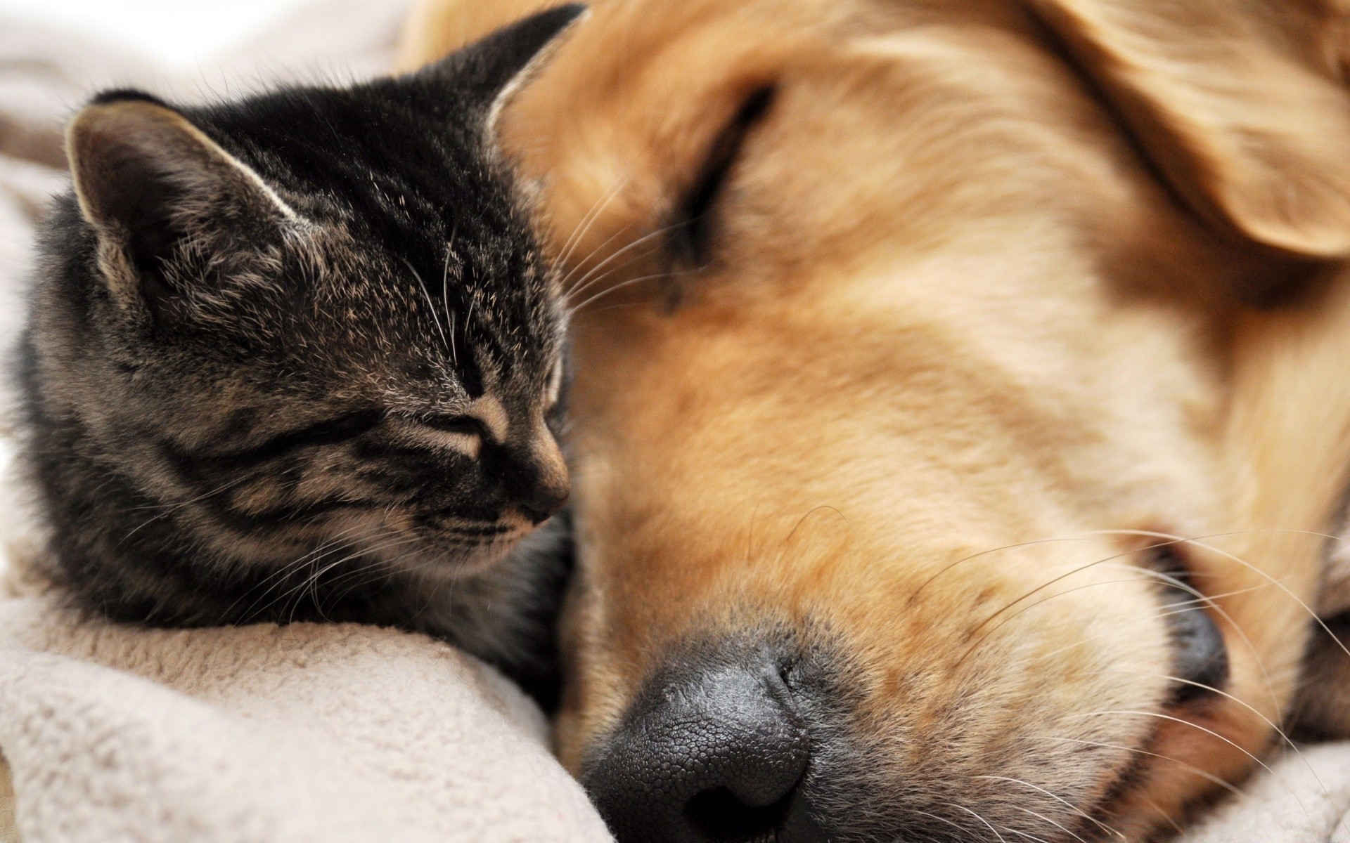 hund haustier tier katze niedlich säugetier porträt schlafen fell auge inländische schläfrig hund kätzchen wenig anzeigen liebenswert freundschaft lustig jung rasse