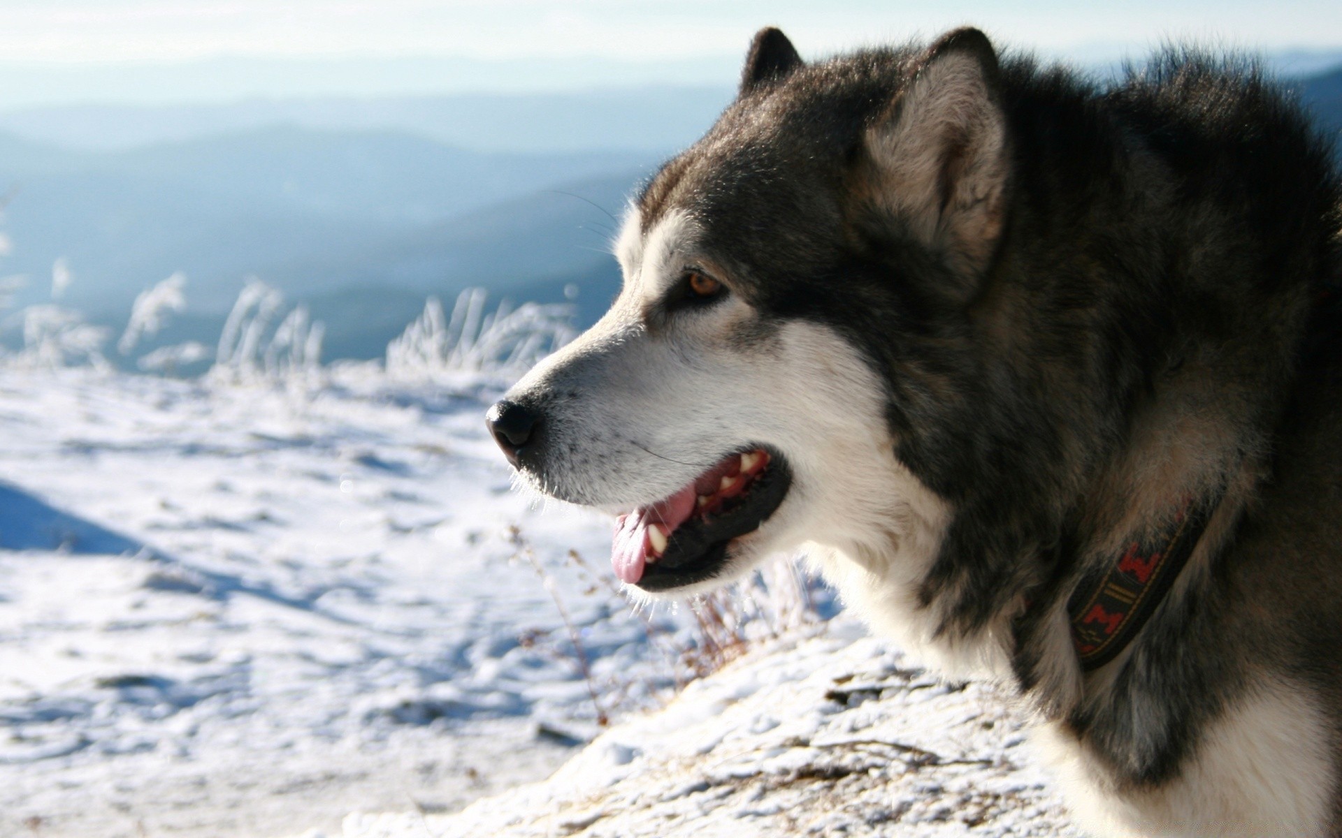 perros perro invierno nieve escarchado mamífero perro animal retrato al aire libre lindo naturaleza solo viendo lobo piel mascota