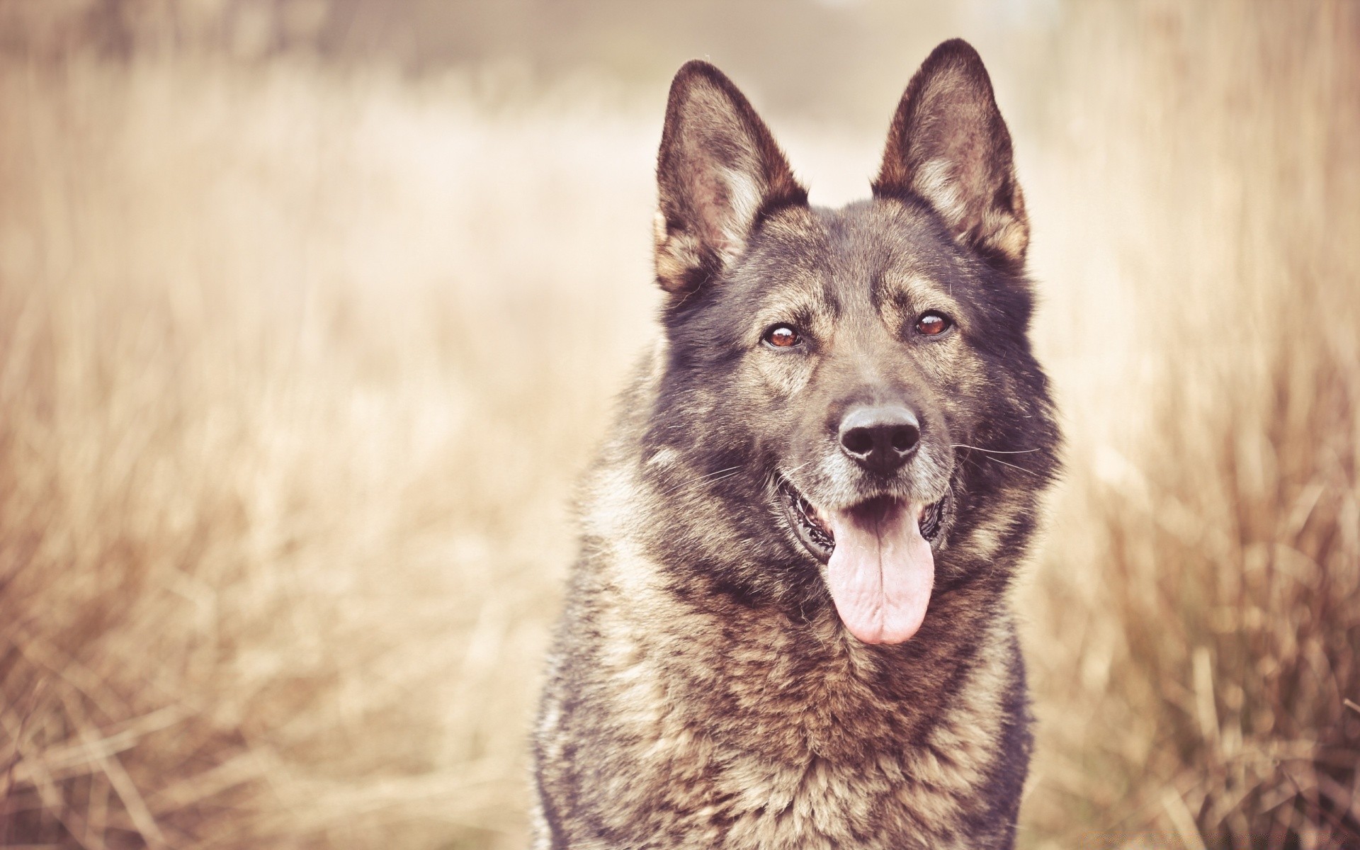 chien mammifère chien cynologue animal nature à l extérieur la faune portrait sauvage mignon