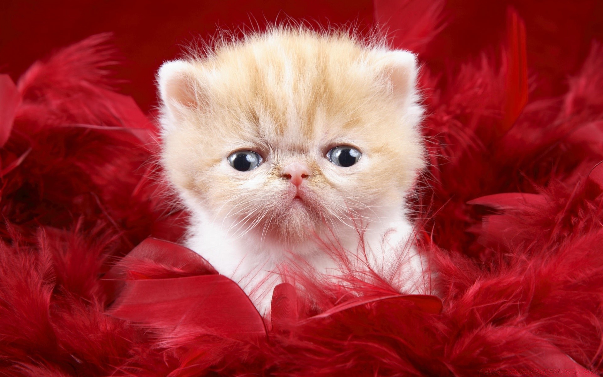 cats cute portrait cat fur little baby pet downy funny love