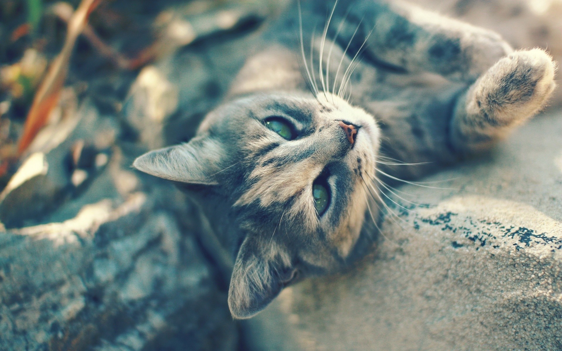 gatos naturaleza animal retrato lindo mamífero gato mascota ojo joven al aire libre solo viendo