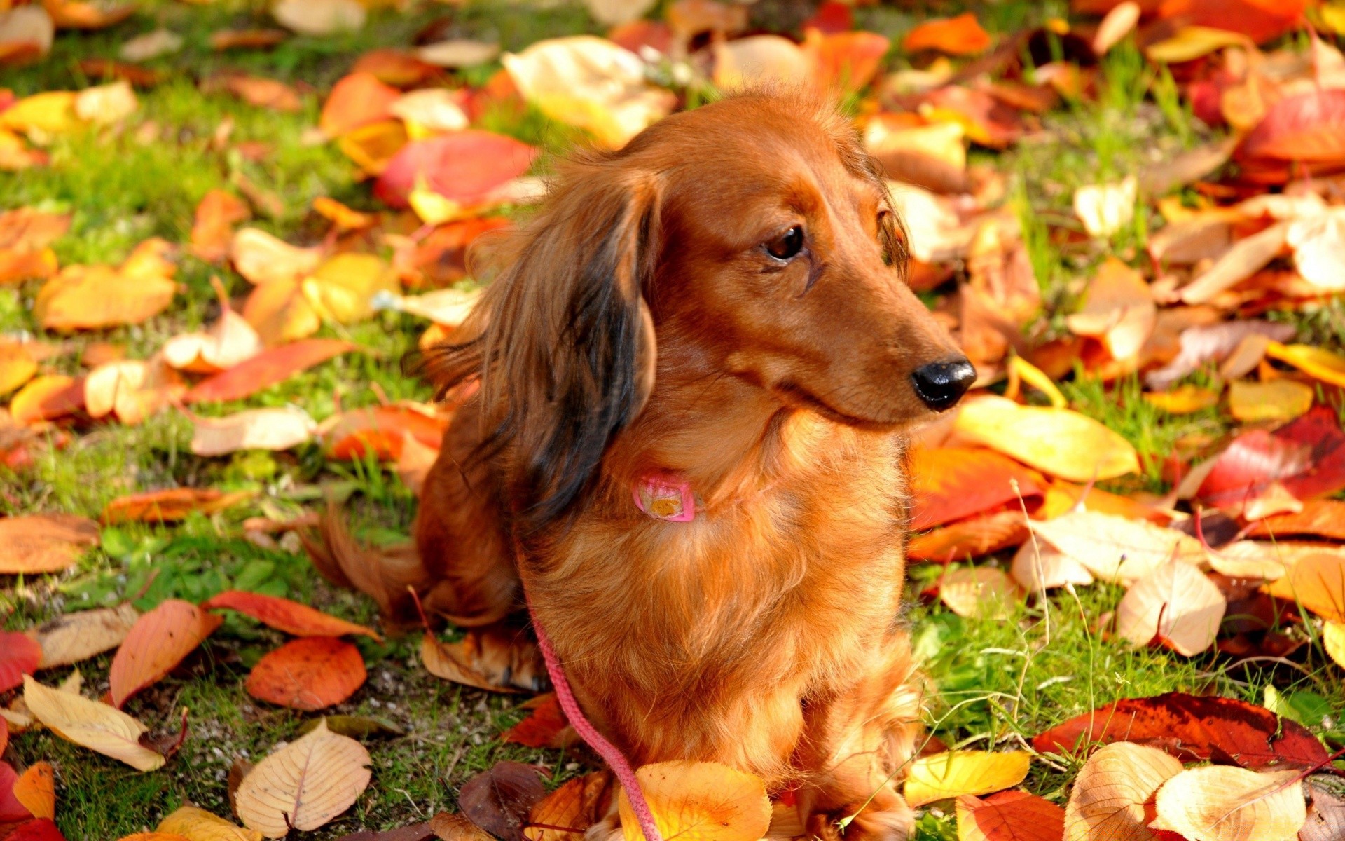 cane carino natura erba giovane autunno piccolo foglia