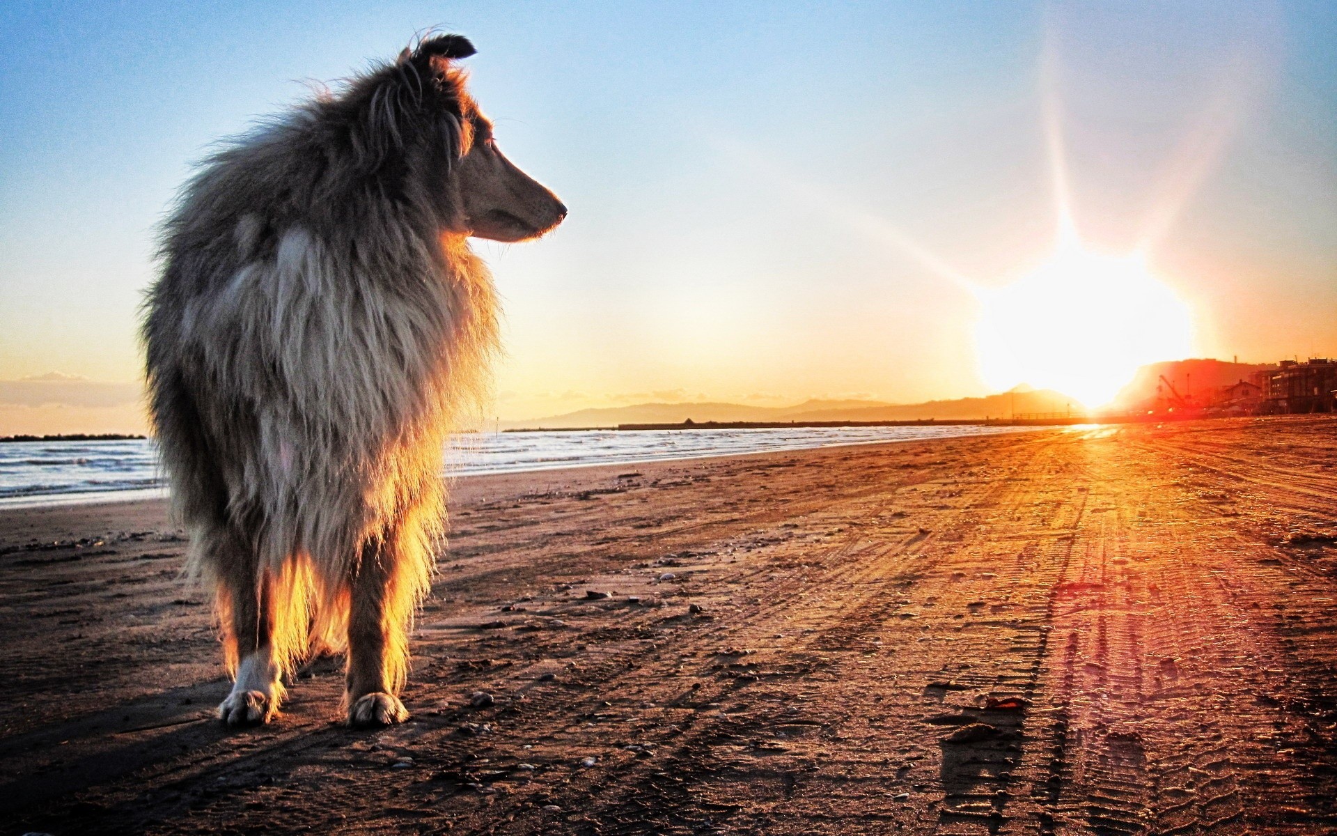 狗 日落 户外 太阳 自然