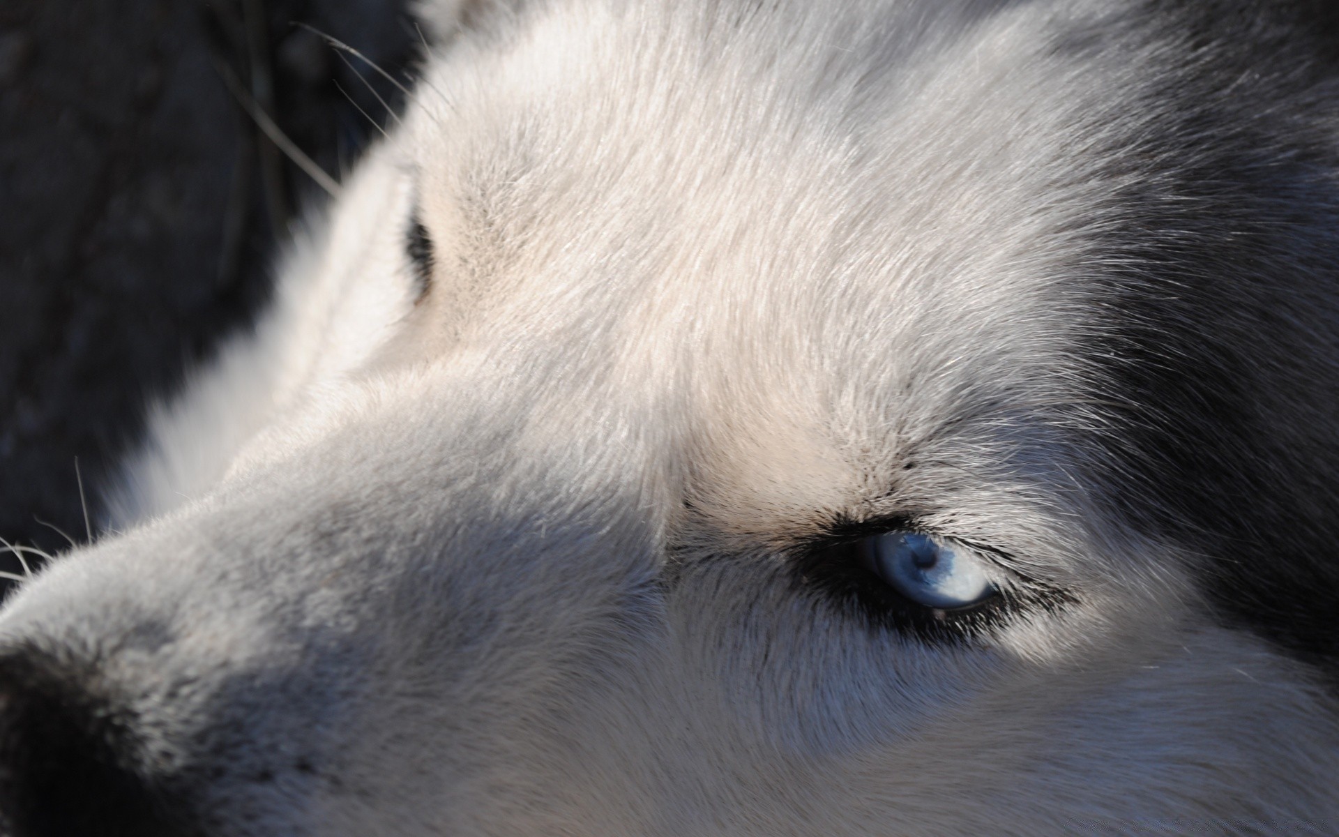 cats mammal wildlife animal portrait frosty zoo fur dog nature wolf eye cute grey cat