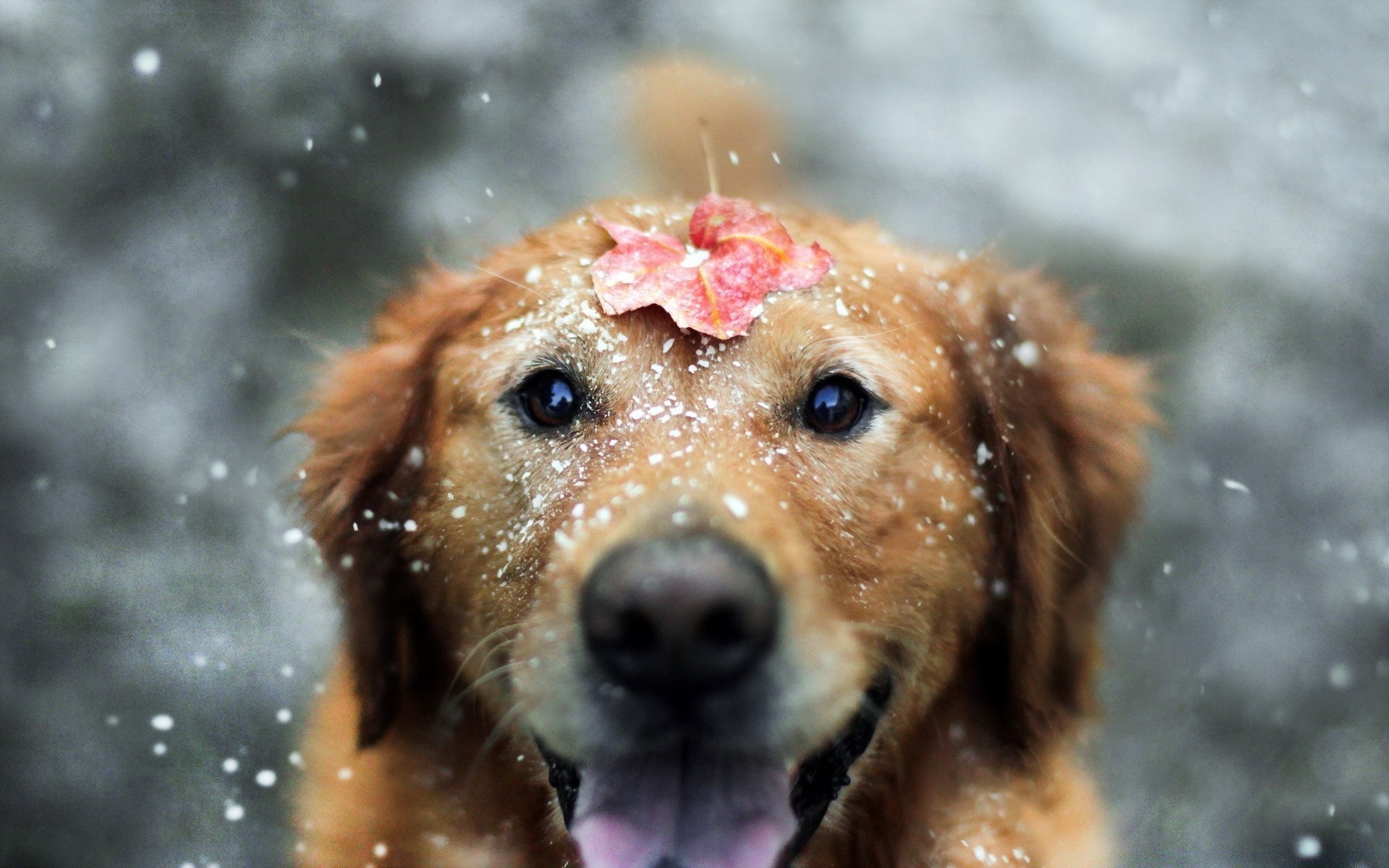 perros mamífero animal perro lindo retrato mascota piel mojado naturaleza poco nieve invierno perro uno