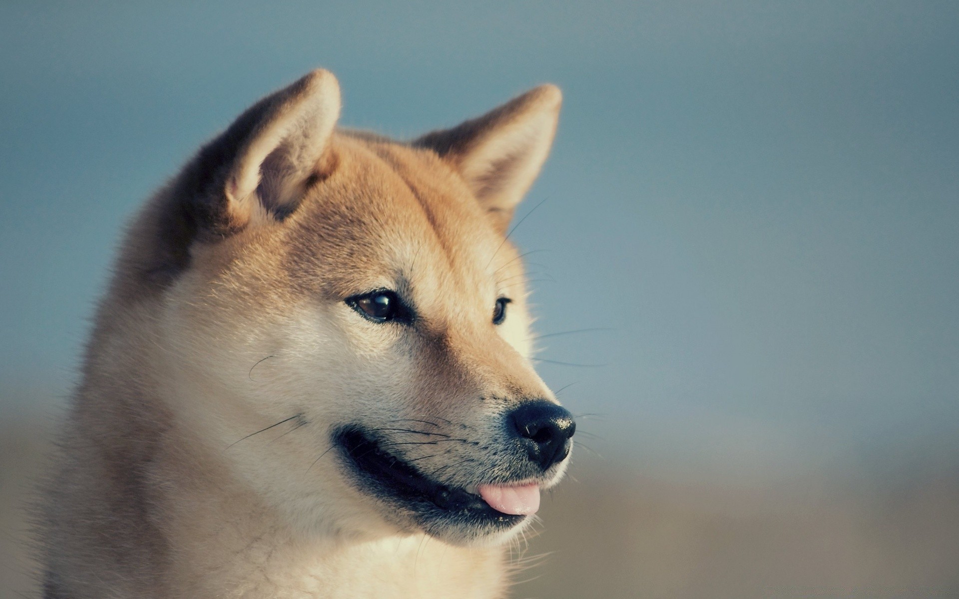 hund säugetier hund niedlich porträt auge hundeführer tierwelt tier anzeigen ein