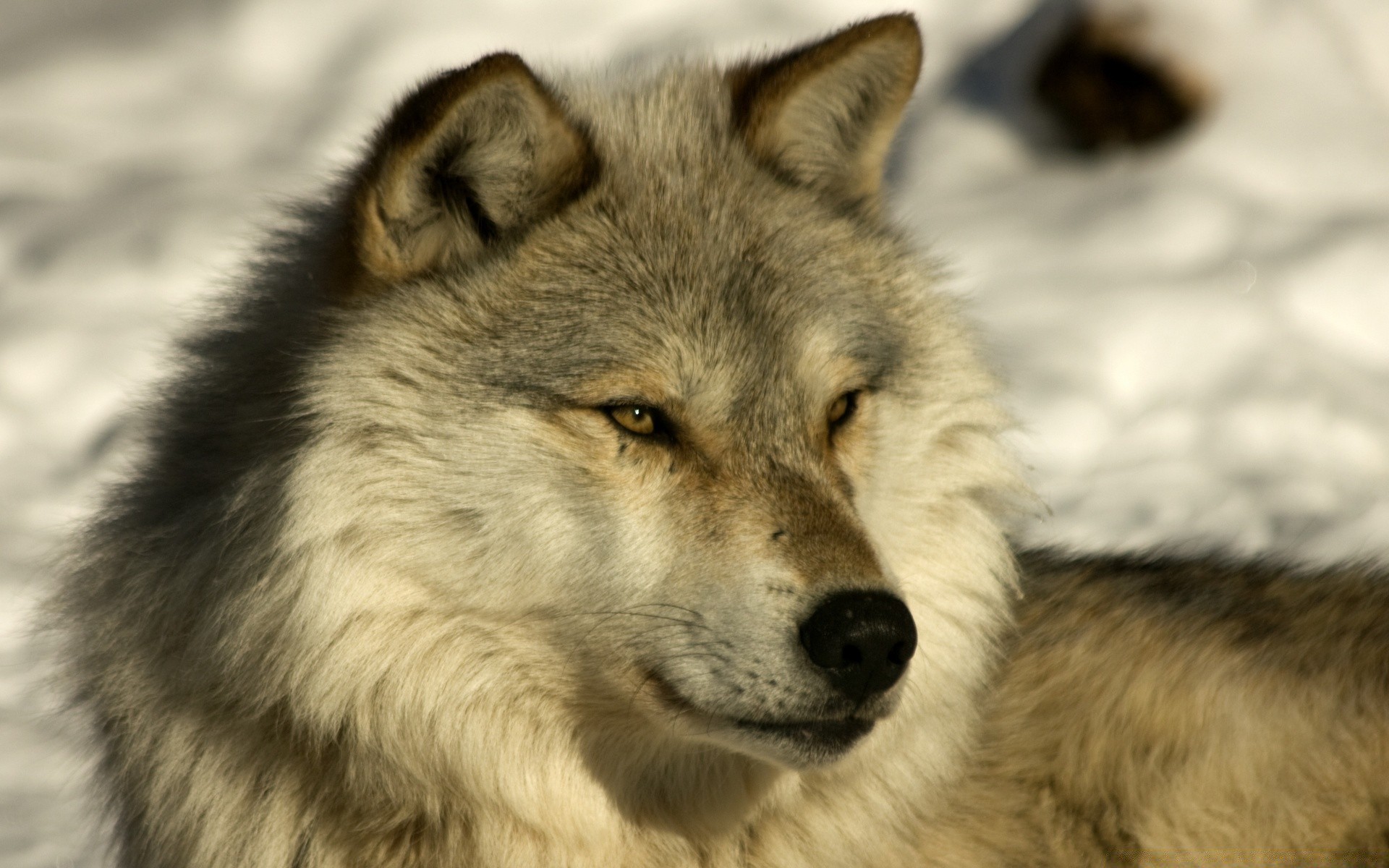 dogs wolf mammal canine dog predator wildlife animal frosty portrait fur wild eye carnivore nature grey canis zoo