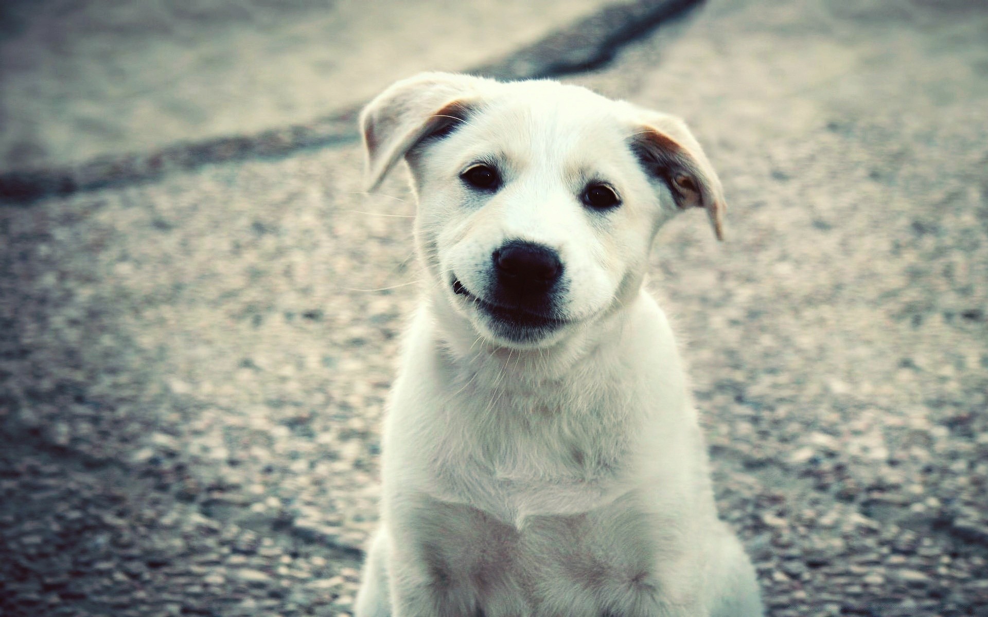 chien animal nature mignon mammifère à l extérieur chien portrait