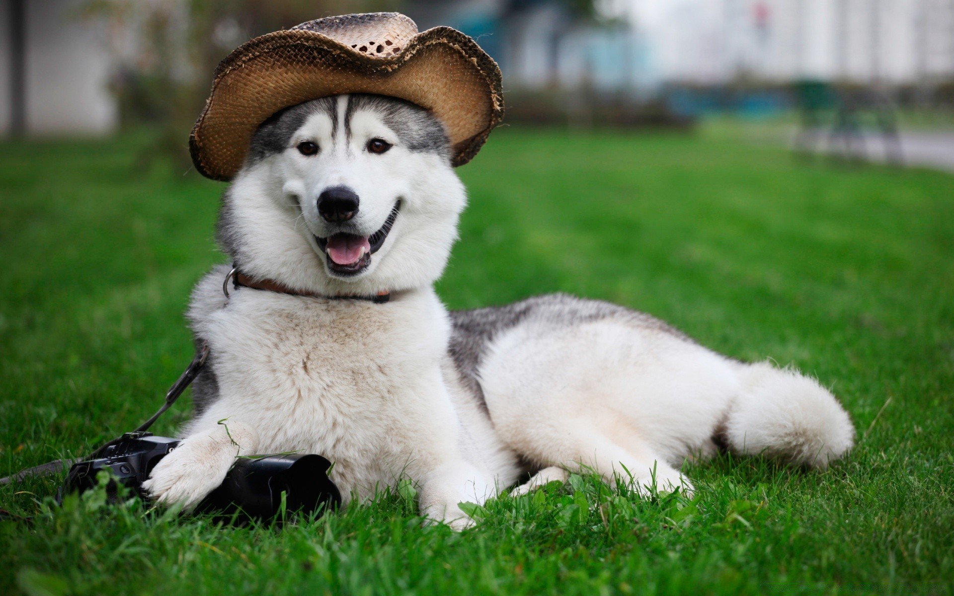 cane erba cane mammifero animale carino canino animale domestico cucciolo ritratto pelliccia domestico