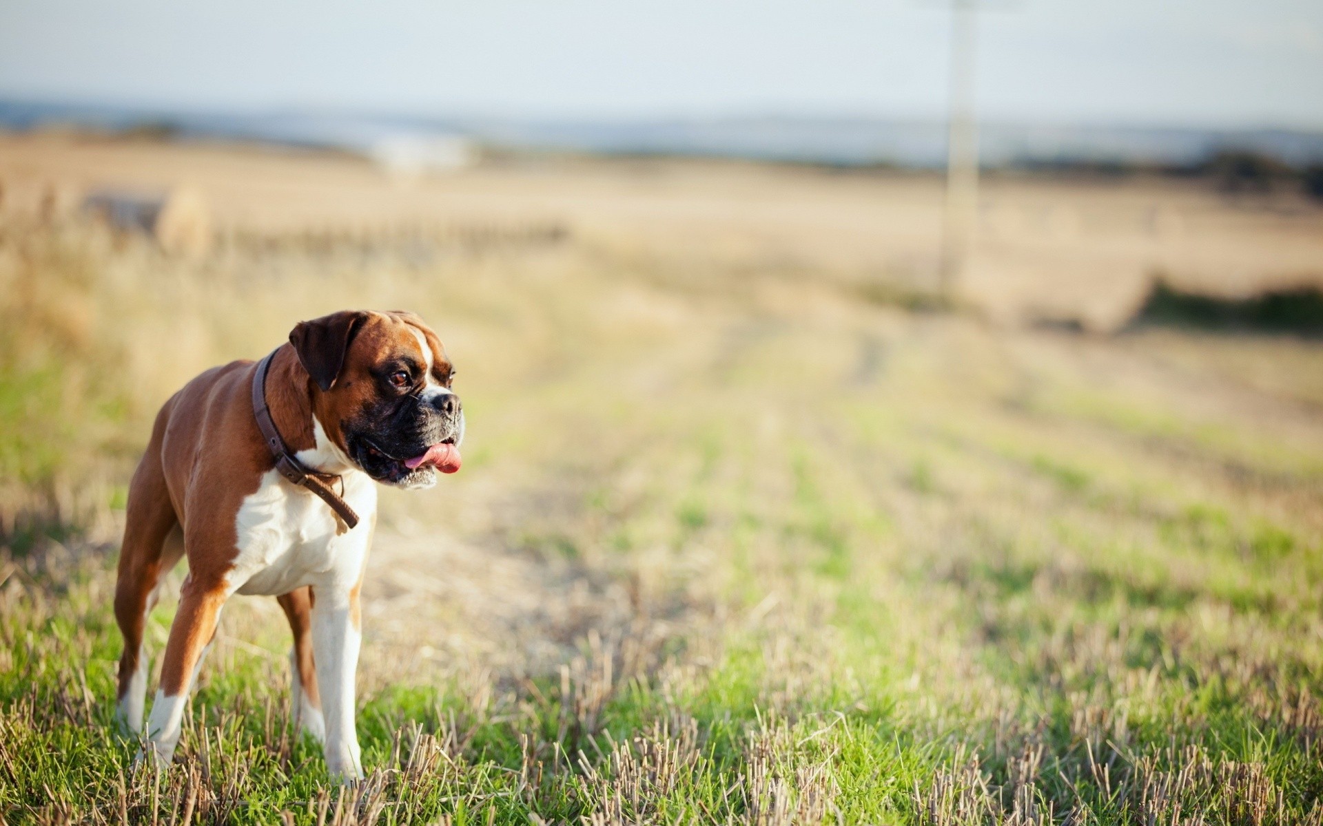 cani cane erba campo natura mammifero all aperto animale ritratto estate canino carino pet fieno