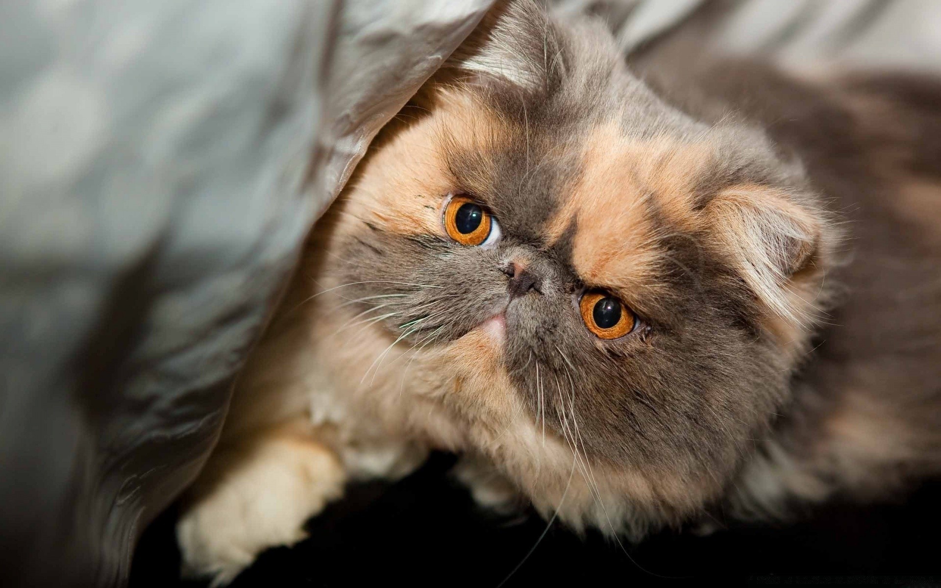 katze tier porträt auge niedlich katze säugetier haustier tierwelt fell wenig suchen natur