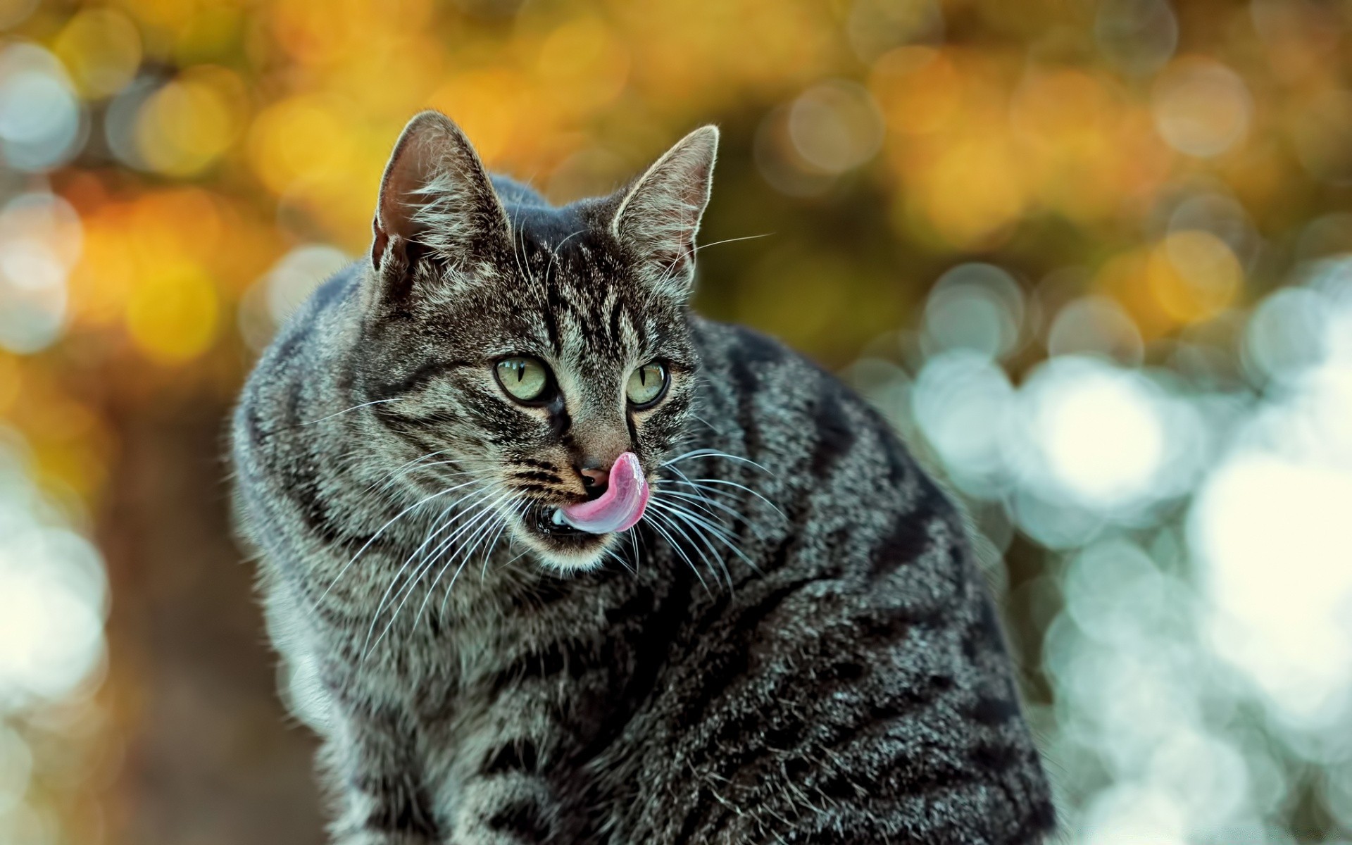 katzen tier natur niedlich katze porträt fell säugetier haustier im freien auge