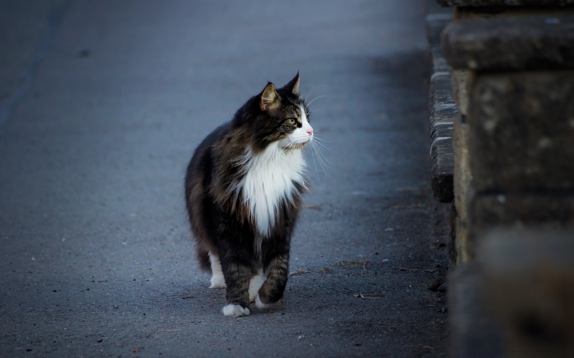 katze katze porträt auge niedlich säugetier tier kätzchen straße ein haustier anzeigen fell