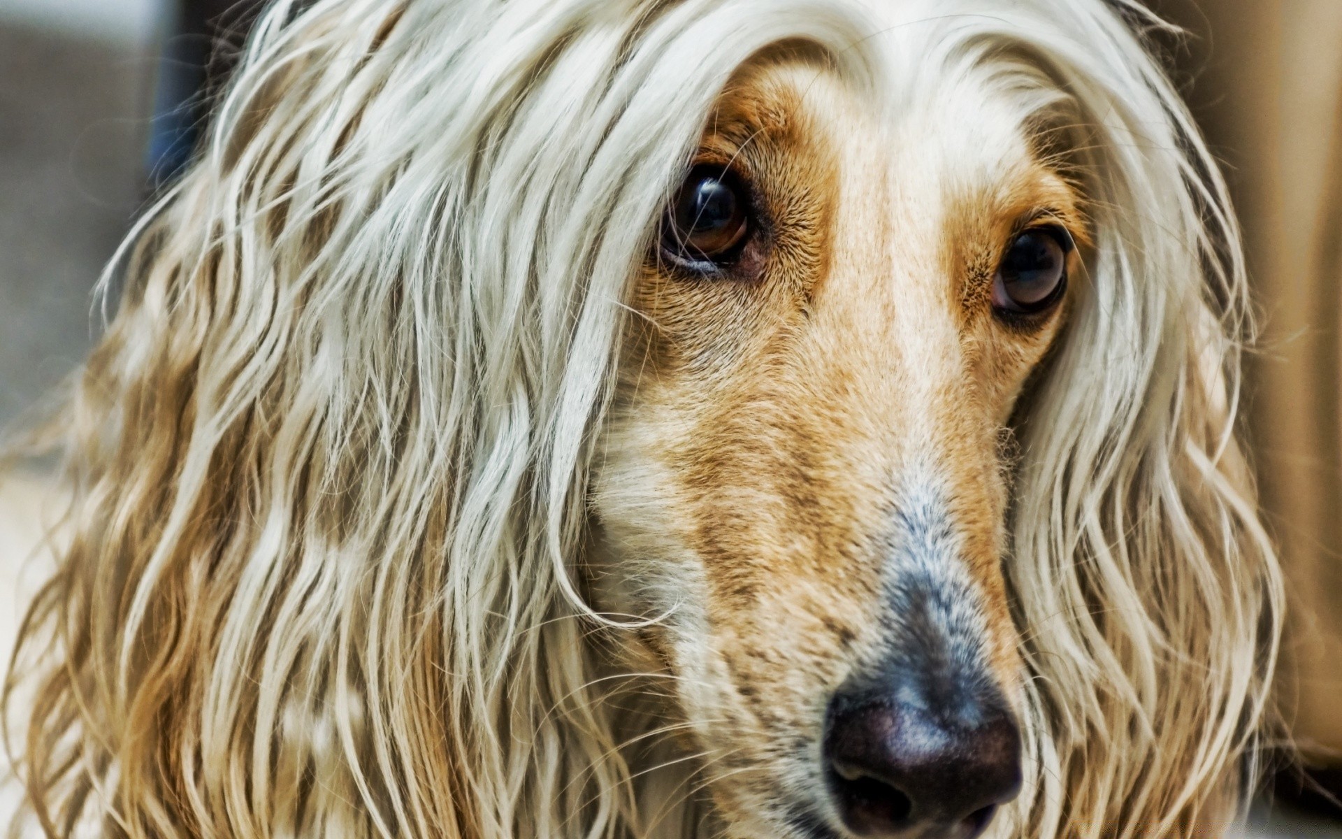 perros perro lindo mascota mamífero animal retrato perro pelaje joven pelo raza doméstico adorable cachorro viendo peludo