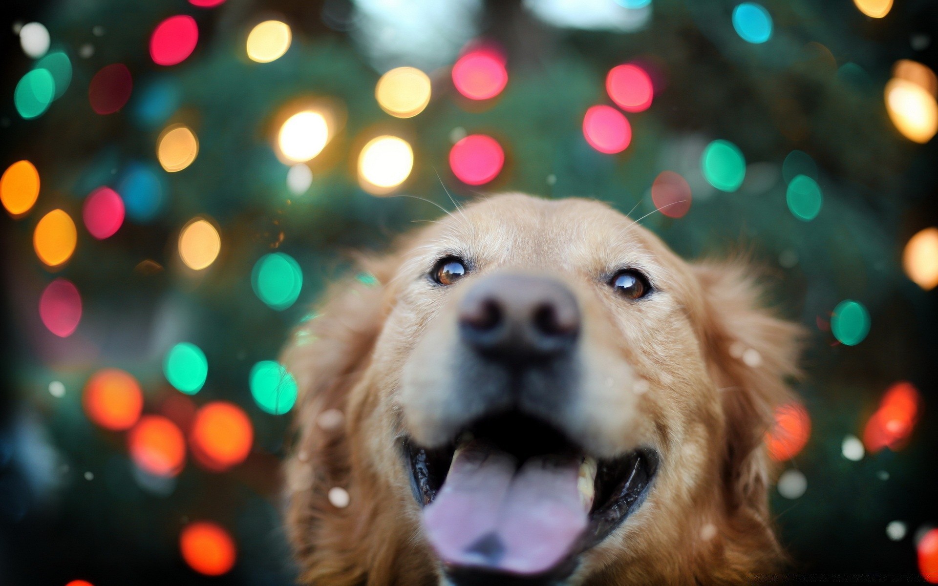 dogs christmas dog winter portrait pet mammal animal cute blur canine