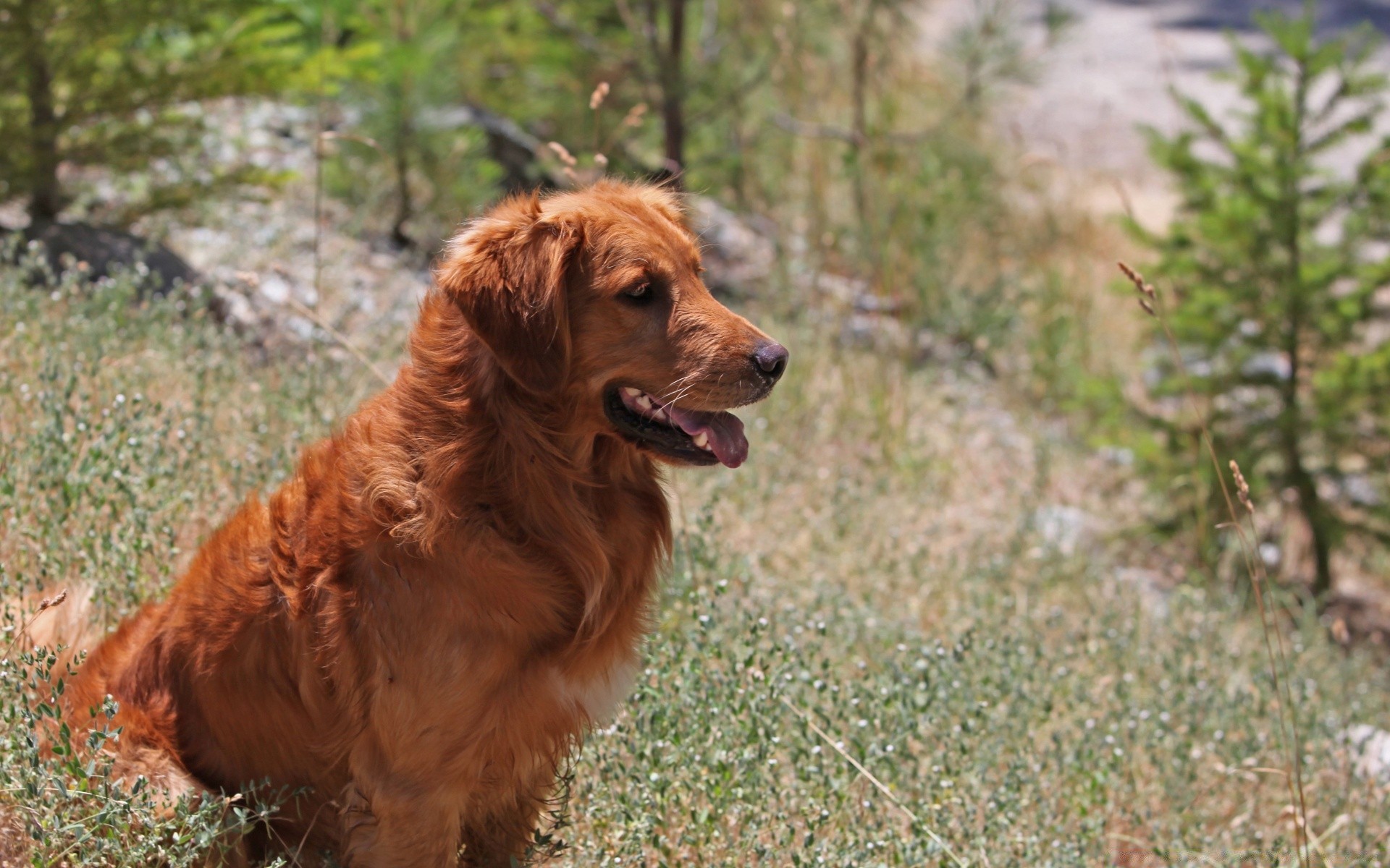 dogs mammal animal nature grass cute dog outdoors portrait pet canine park domestic looking sit