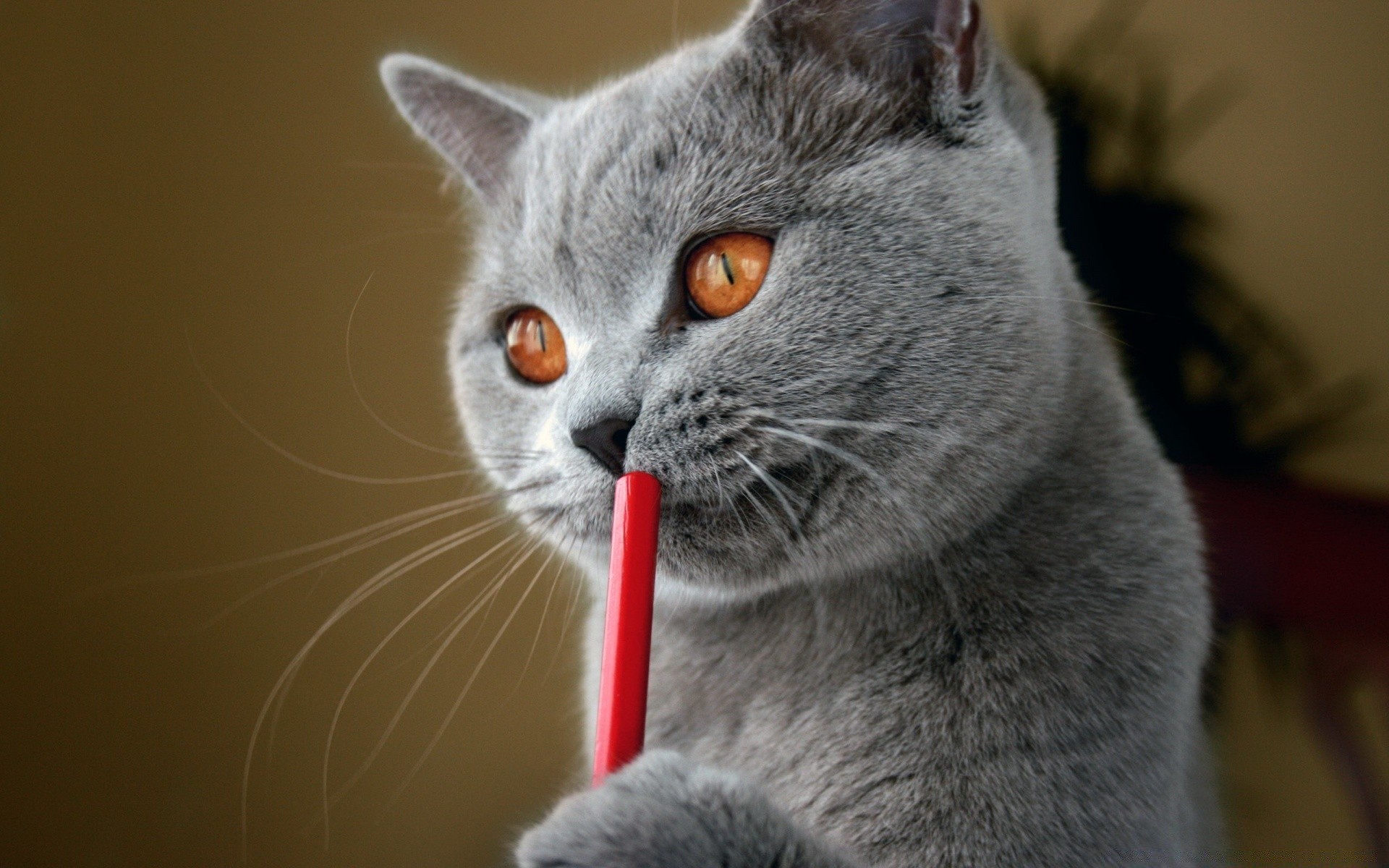 gatos gato retrato doméstico mascota lindo gris animal mamífero joven ojo visor pequeño pelaje gatito solo bigote