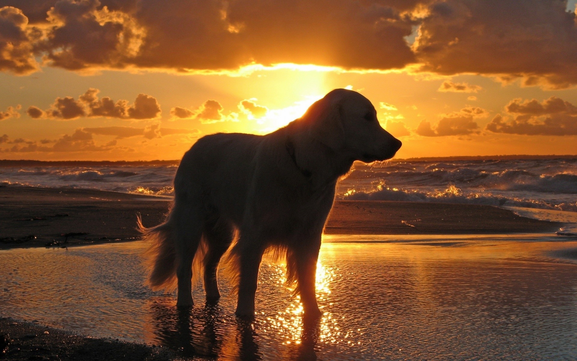 cani tramonto spiaggia acqua alba sole crepuscolo mare sera oceano cielo paesaggio