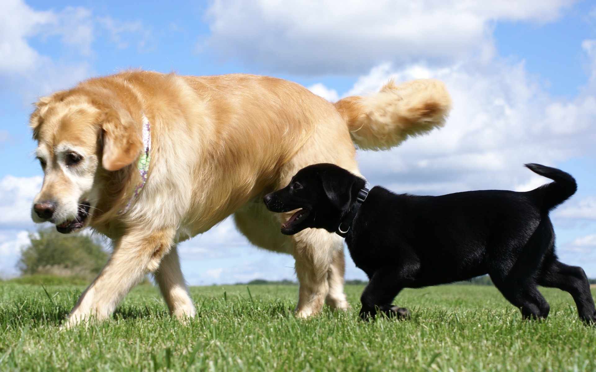 cani cane mammifero animale domestico canino animale cucciolo erba carino razza pedigree domestico retriever purosangue fieno giovane ritratto campo vista amichevole