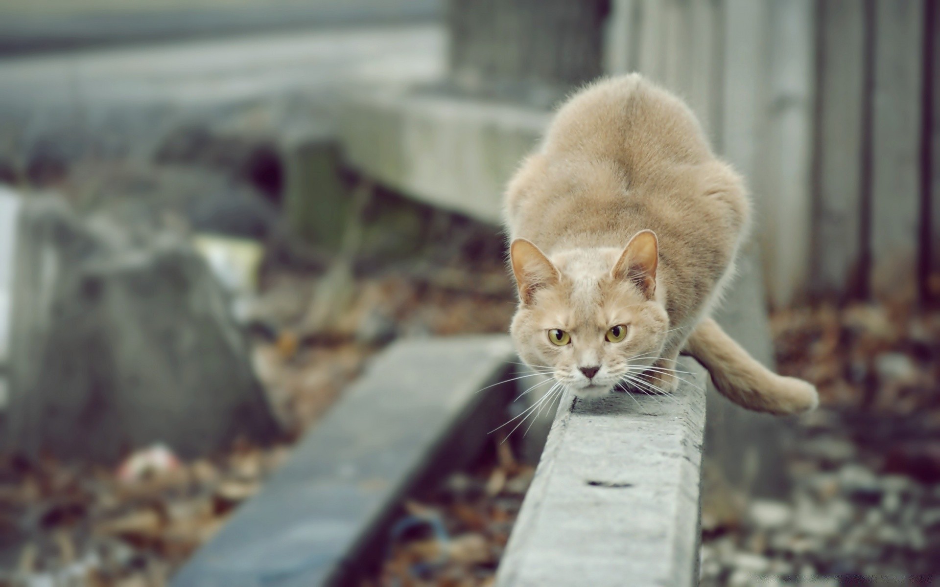 gatti carino gatto animale natura ritratto mammifero pet pelliccia piccolo giovane all aperto eye view gattino singolo