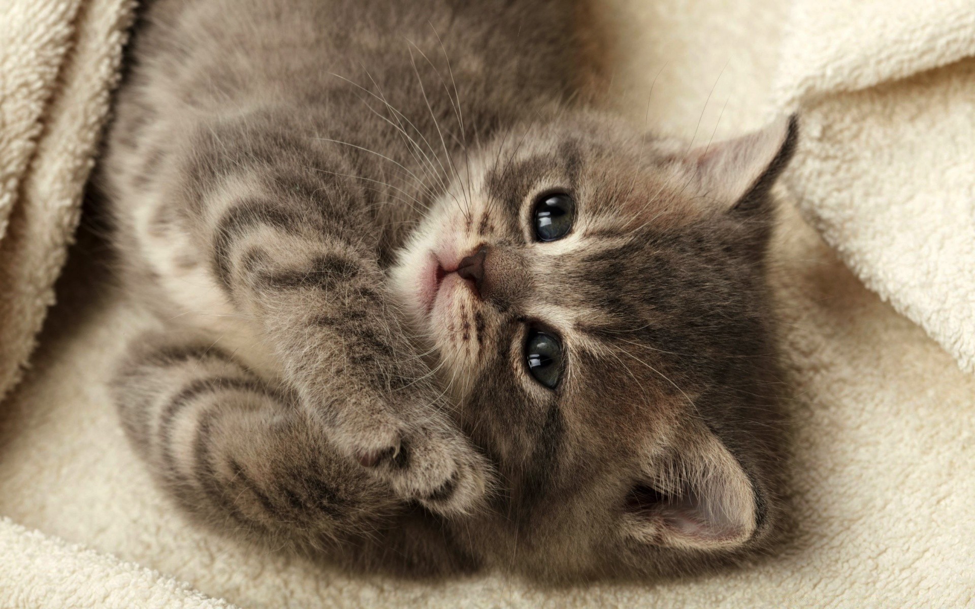 katze katze tier niedlich kätzchen haustier fell säugetier inländische porträt schlafen auge kind wenig junge liebenswert flaumig flauschig schläfrig vorschau haare