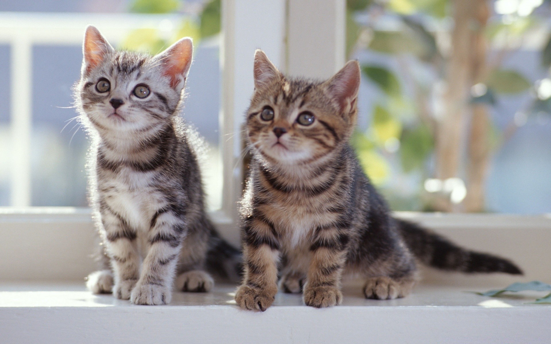 chat chat animal chaton mignon animal mammifère domestique portrait fourrure tabby adorable s asseoir jeune peu aperçu pur-sang race oeil moelleux enfant