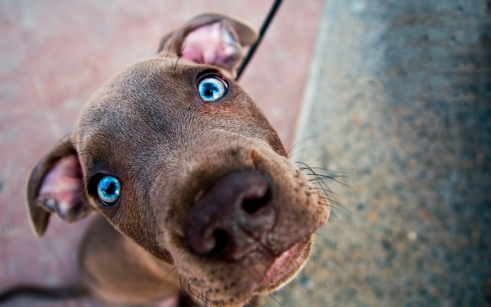 köpekler hayvan sevimli köpek portre doğa evde beslenen hayvan memeli komik tarama göz bir