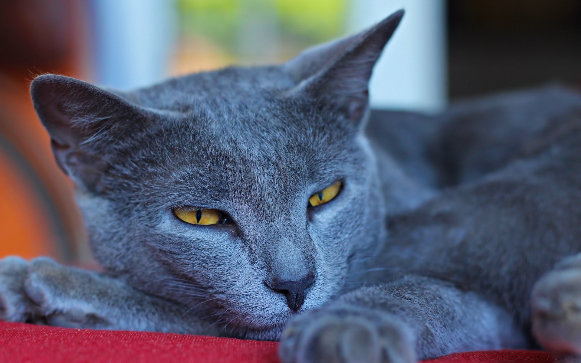 cats cat animal cute pet portrait domestic mammal fur eye kitten grey little young downy hair looking one adorable whisker curiosity