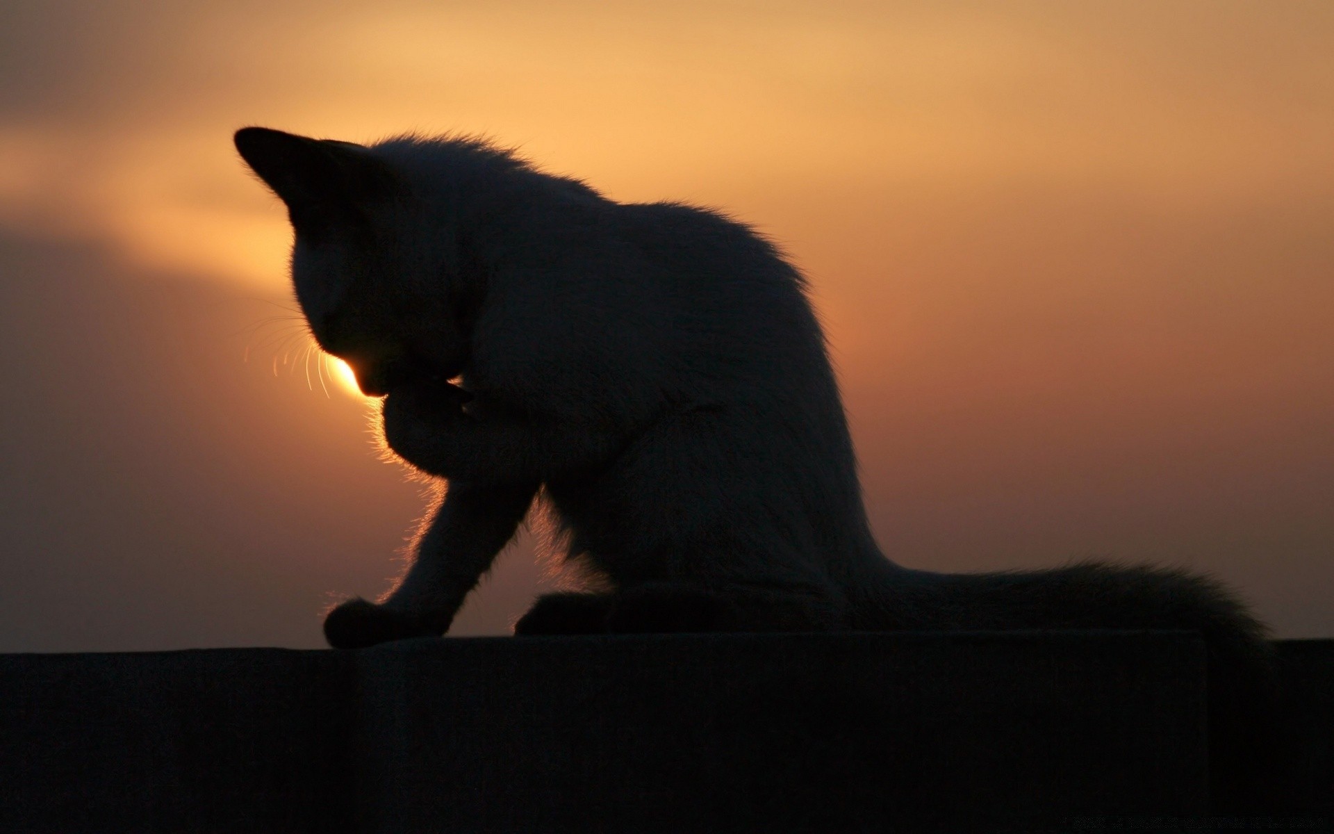 gatti tramonto illuminato silhouette sera alba crepuscolo mammifero singolo paesaggio luce sole ritratto ombra cane spiaggia vista laterale cielo