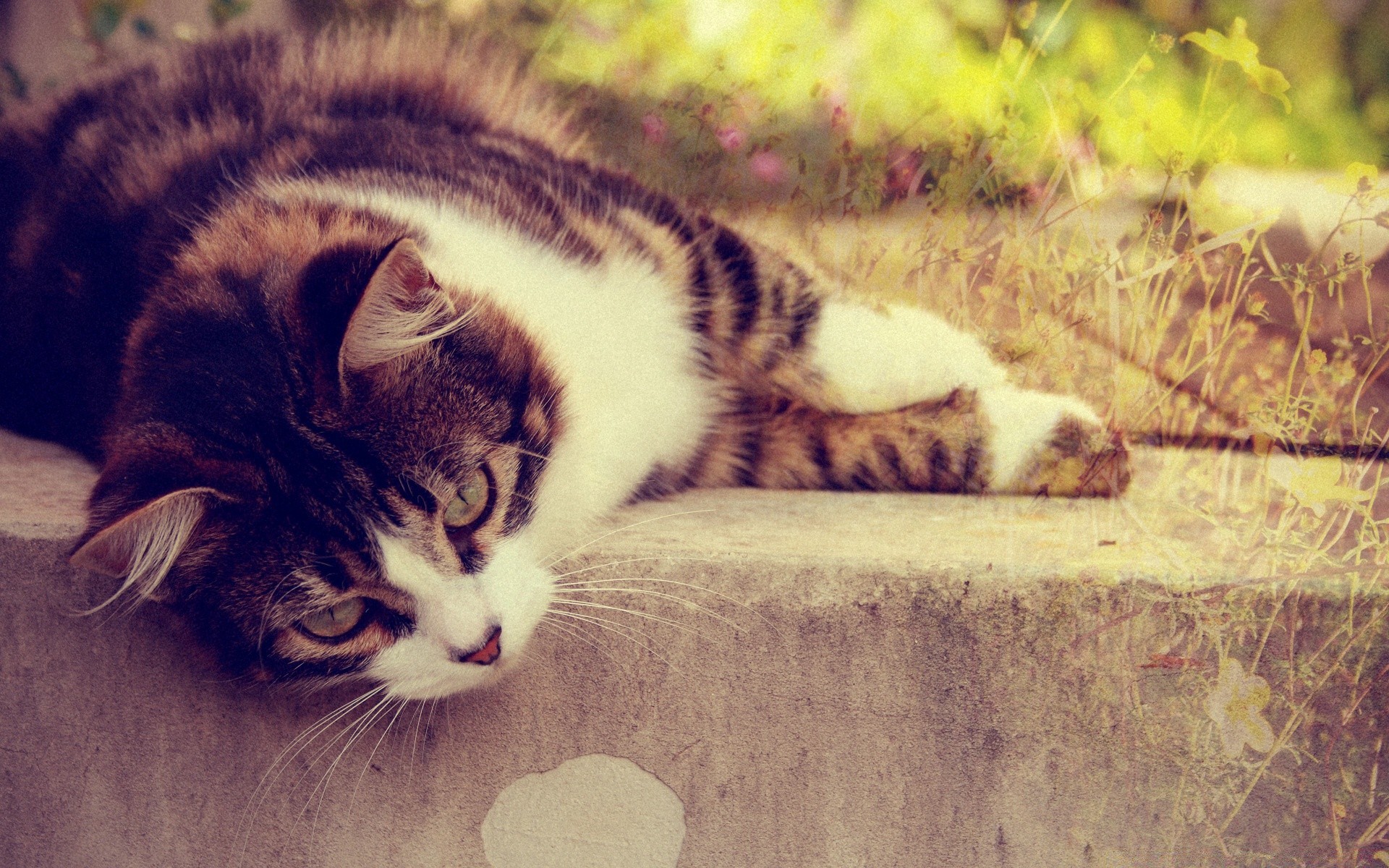 gatti gatto gattino animale animale domestico mammifero carino ritratto occhio pelliccia domestico sonno banda tabby natura uno variegato