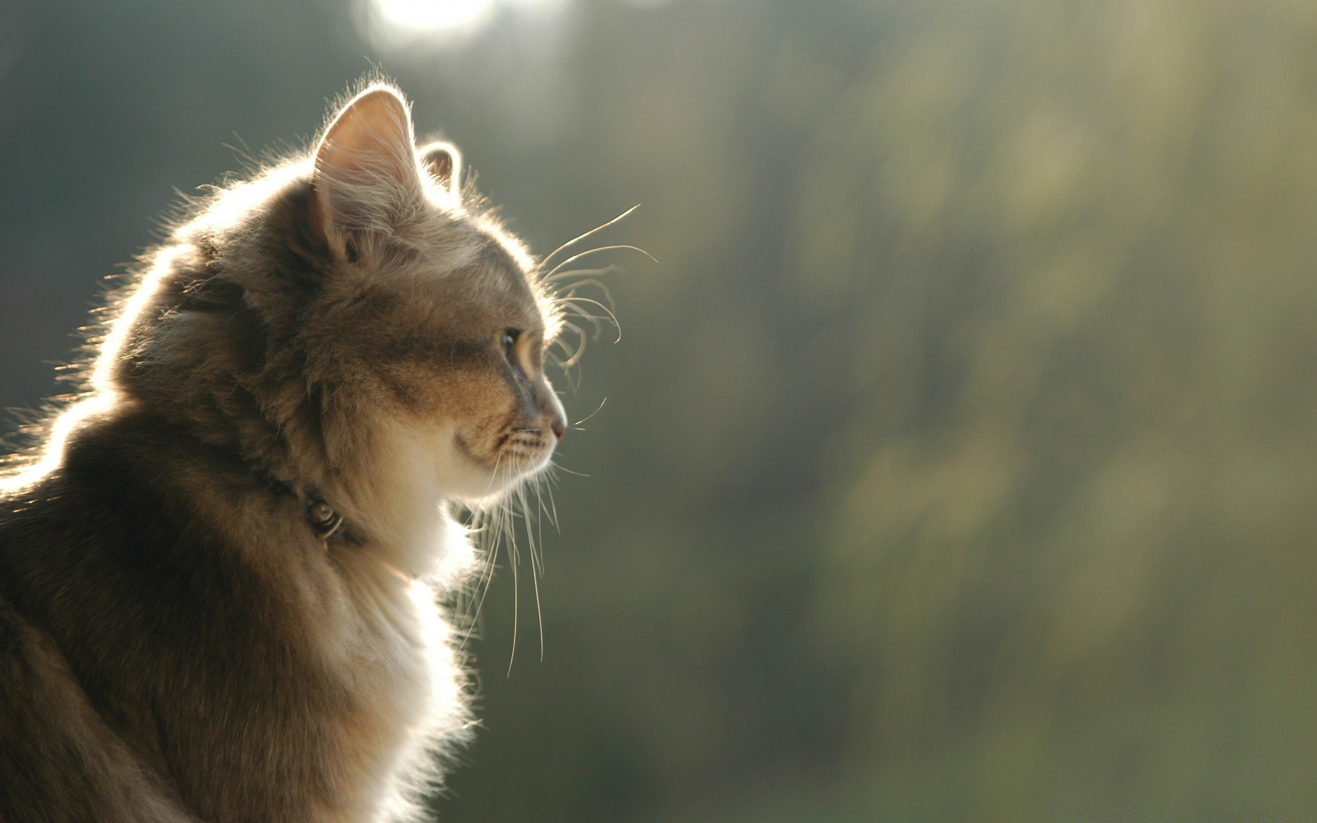 chat chat mammifère animal mignon nature oeil portrait fourrure faune petit