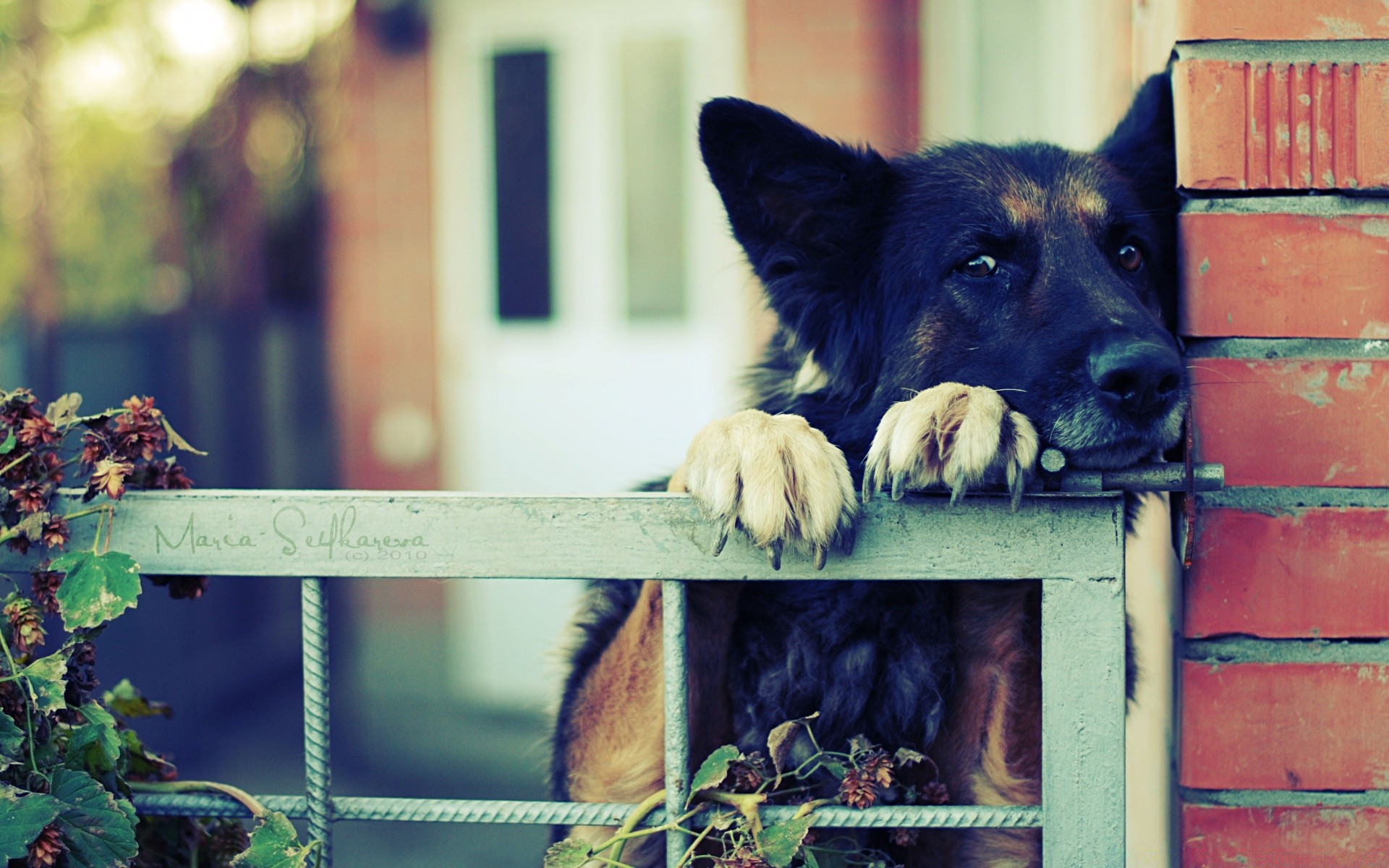 cats dog mammal canine fence pet animal one portrait outdoors