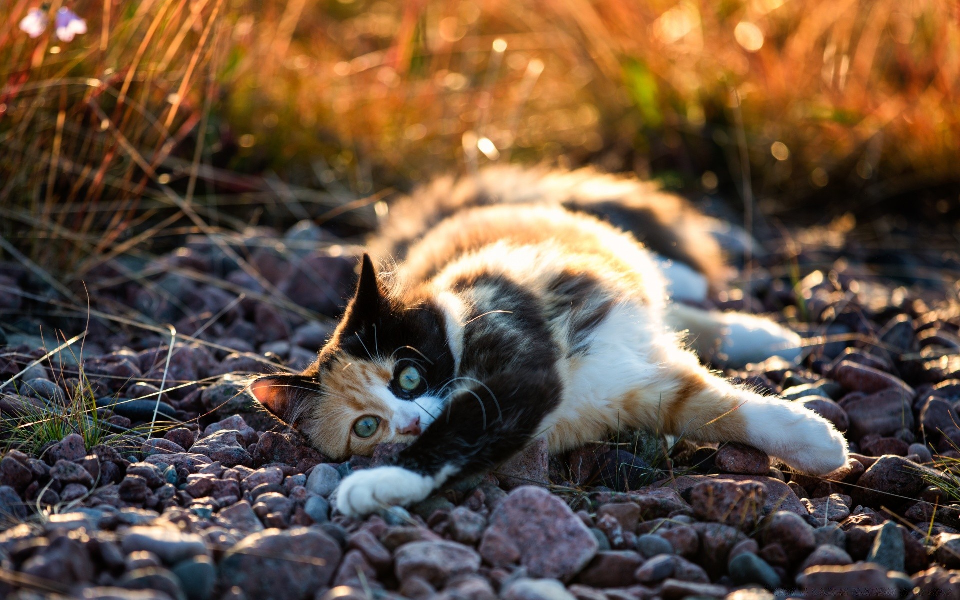 chats nature mignon animal chat à l extérieur petit animal de compagnie mammifère fourrure portrait