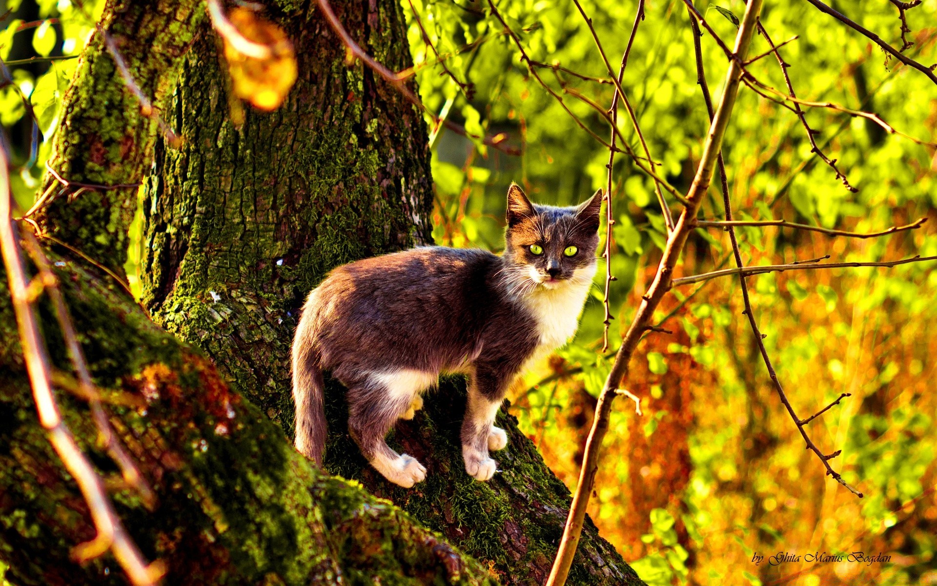 cats nature outdoors tree wood leaf cute mammal animal fall cat portrait grass