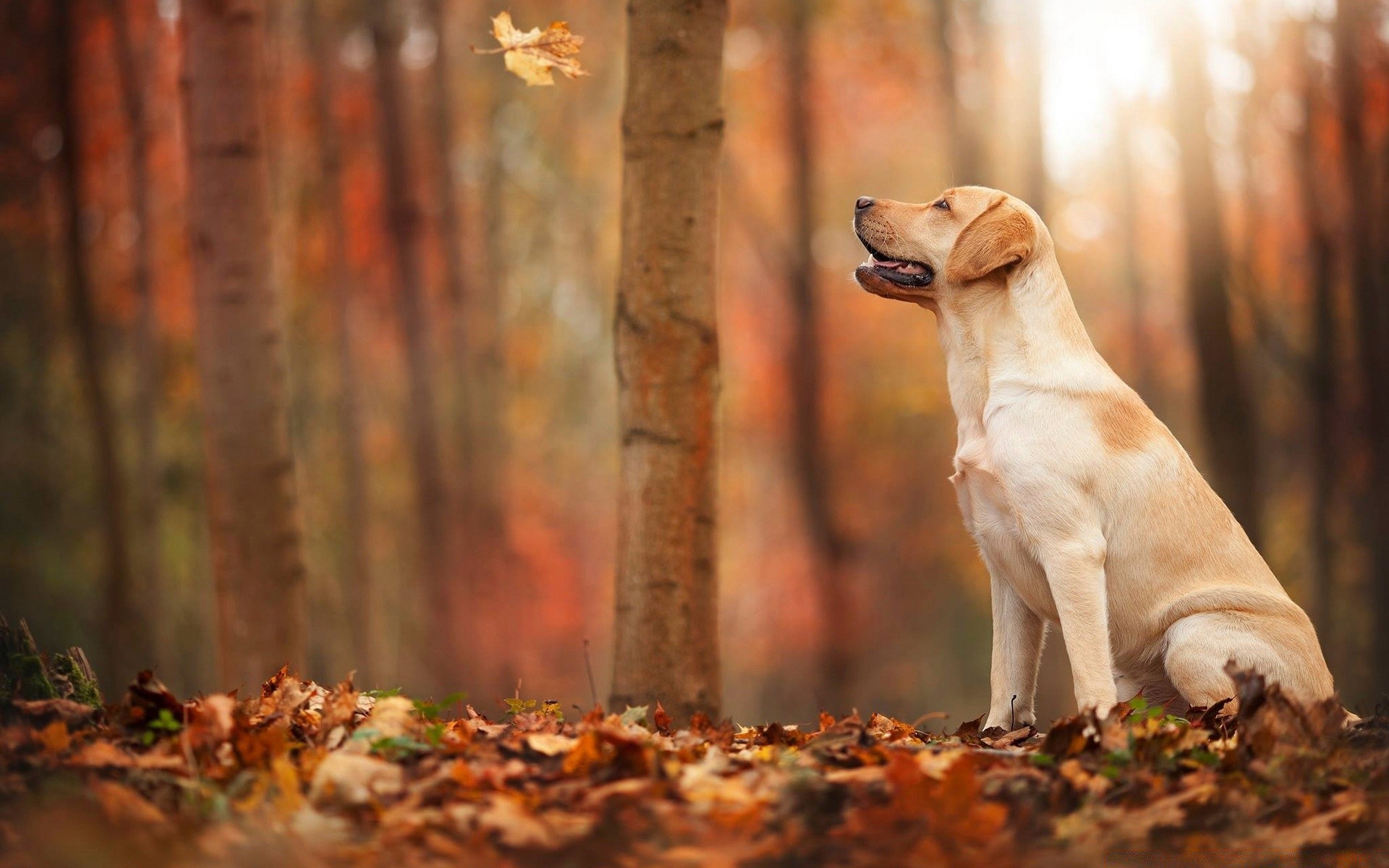 dogs dog fall wood nature outdoors mammal leaf grass cute animal canine portrait pet