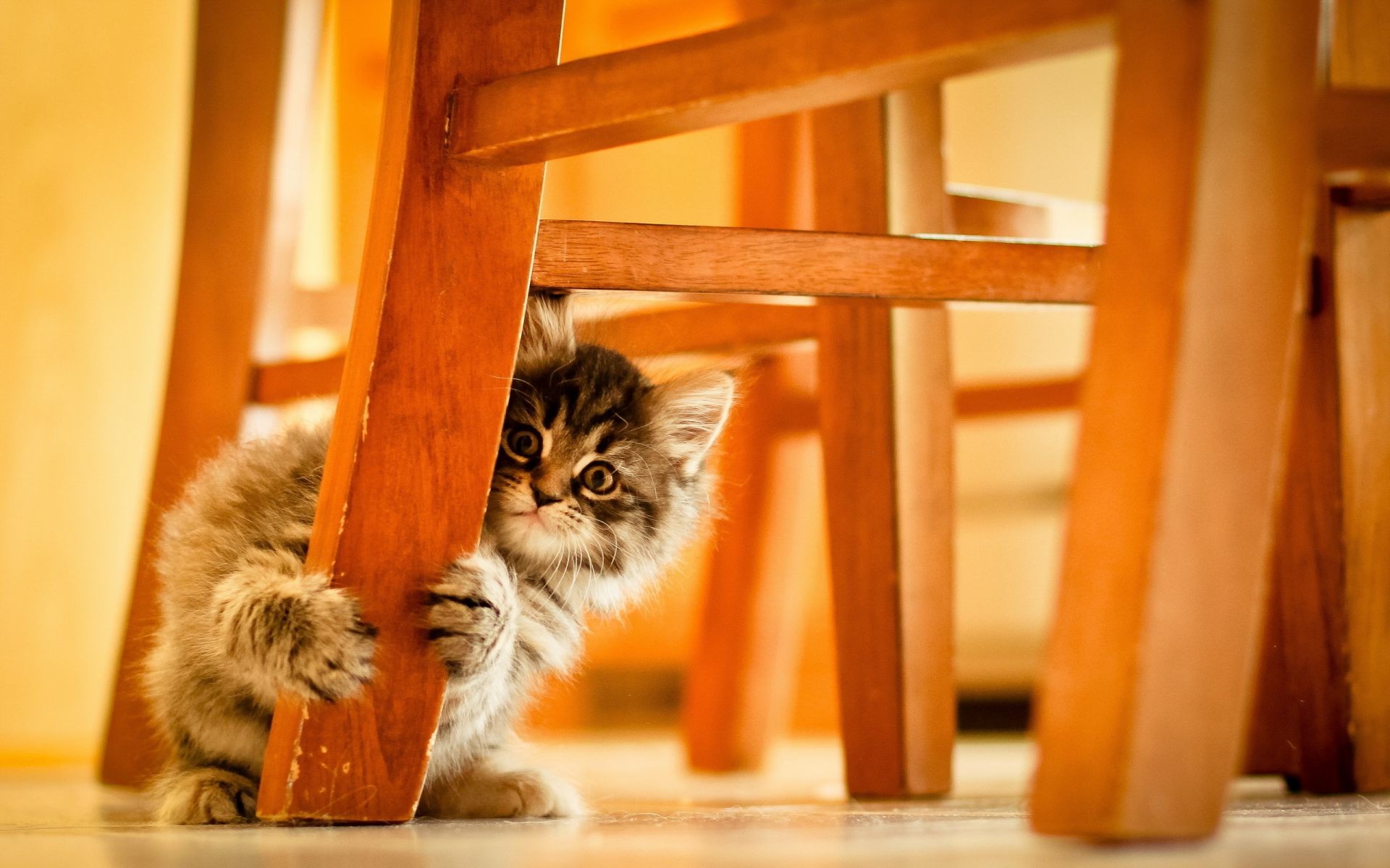 katze katze haustier kätzchen porträt drinnen säugetier niedlich holz