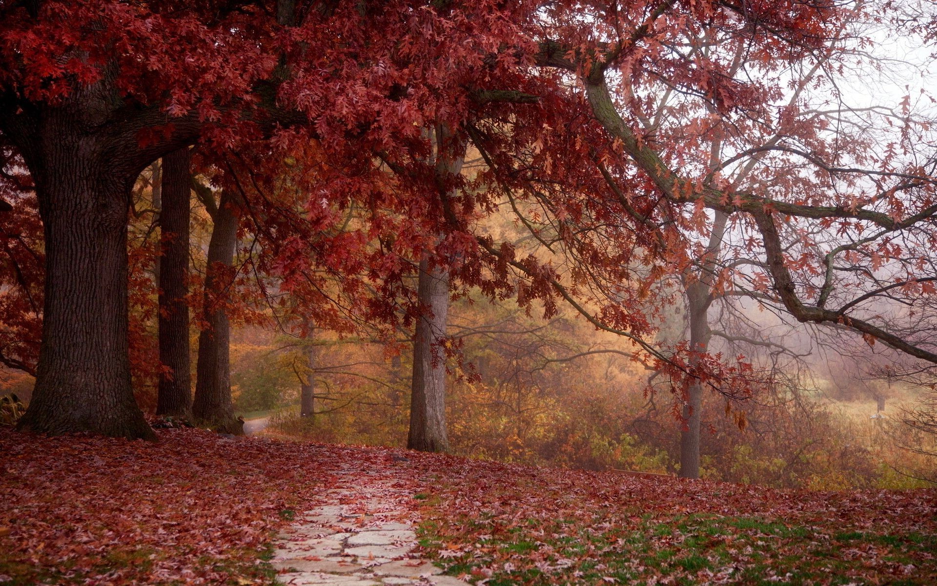 parki jesień drzewo liść park krajobraz drewno klon natura sezon oddział przewodnik bujne malownicze na zewnątrz