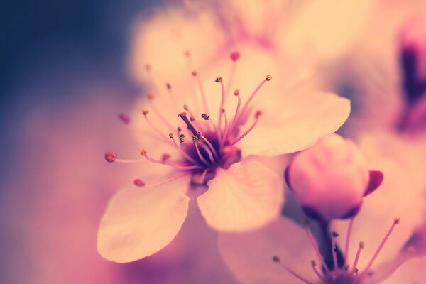 Tenderness flowering spring apple tree