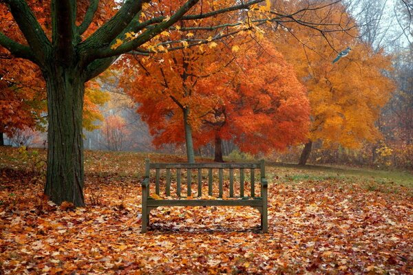 مقعد في حديقة الخريف