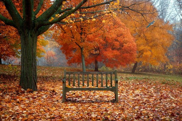 Banco en el parque de otoño