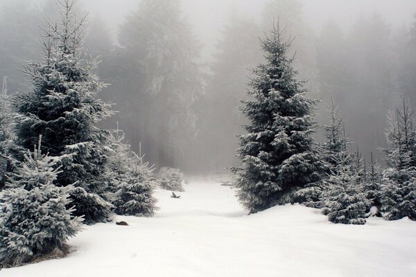 Snowy fir trees in winter landscape