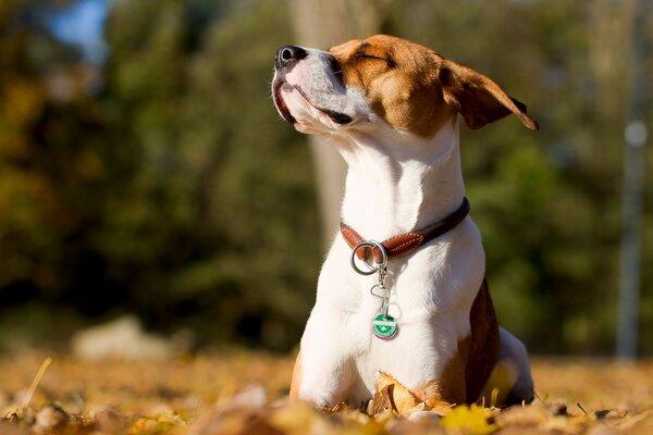 Der Hund wärmt sich in der Sonne