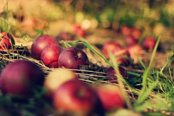 Pommes rouges tombées au sol