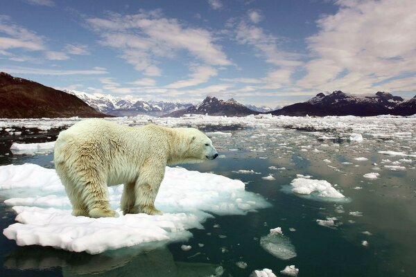 POLAR BEAR SWIMS ON AN ICE FLOE